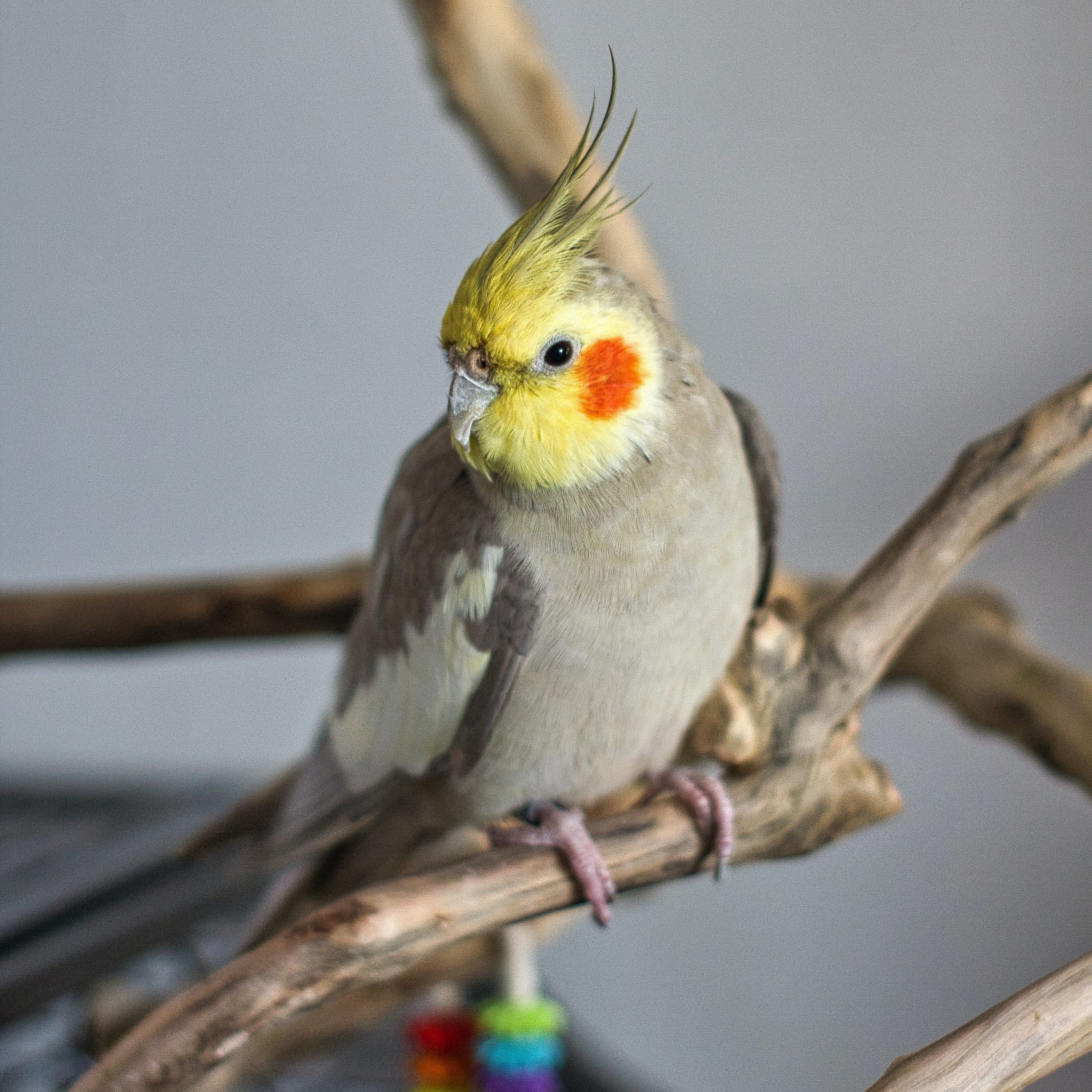 Cockatiel and Parakeet mix - Image 4