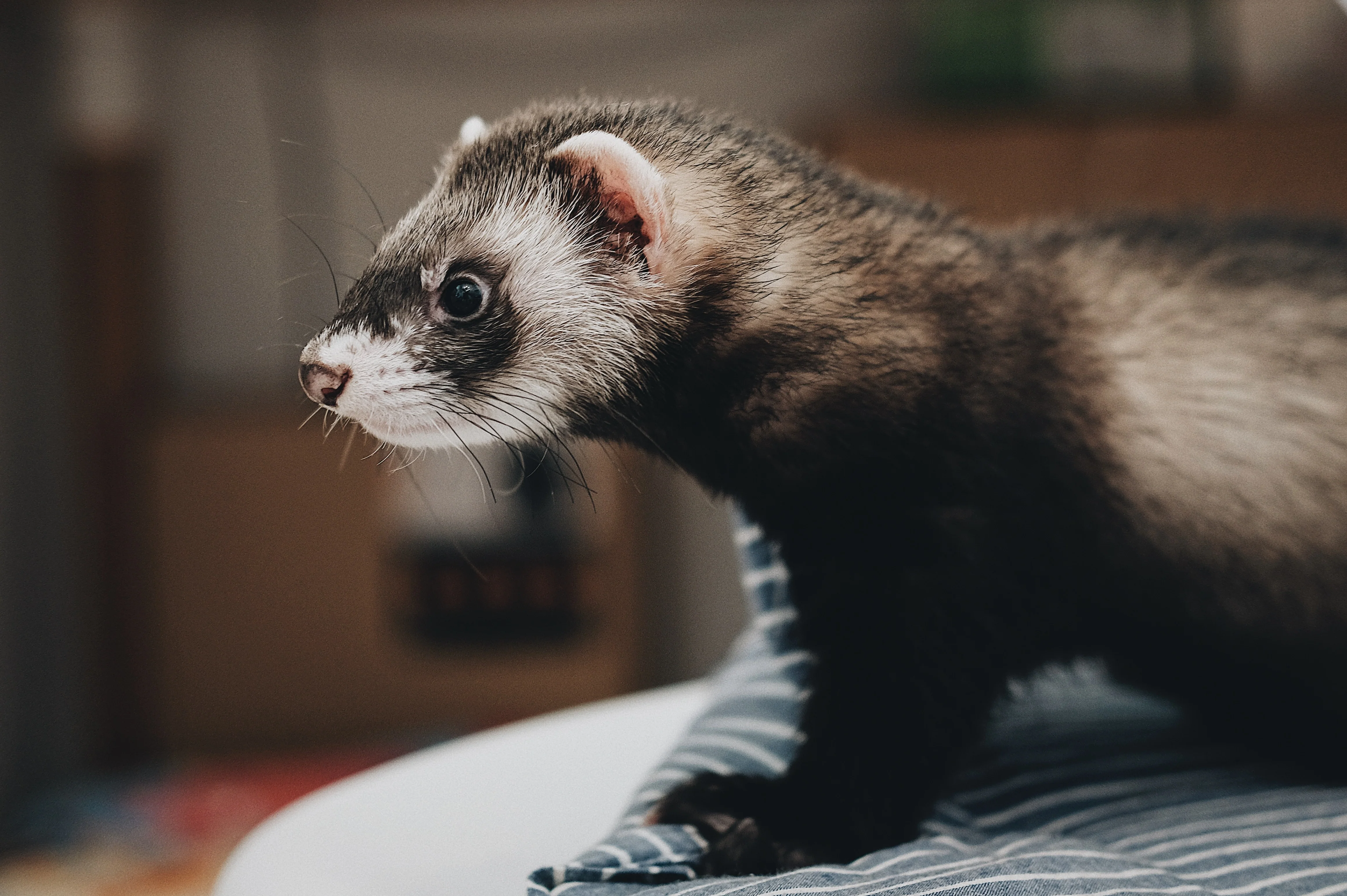 Complete Ferret Food - Image 3
