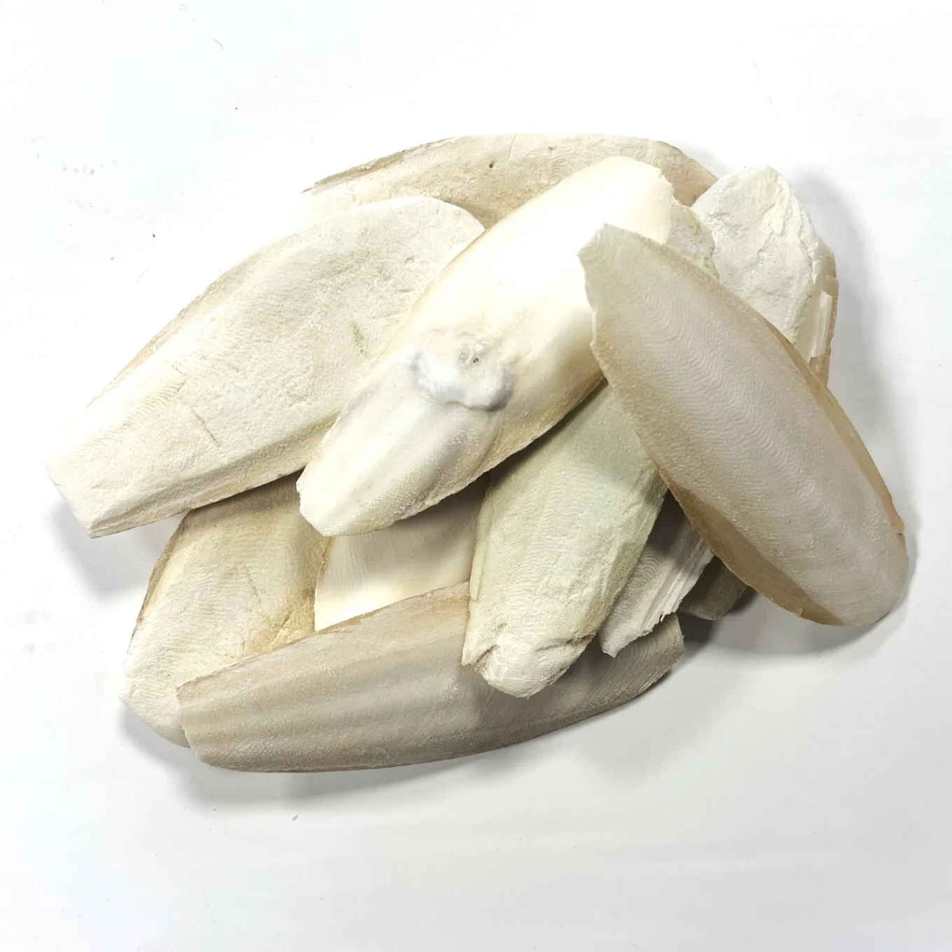 Cuttlefish Bone - Image 3