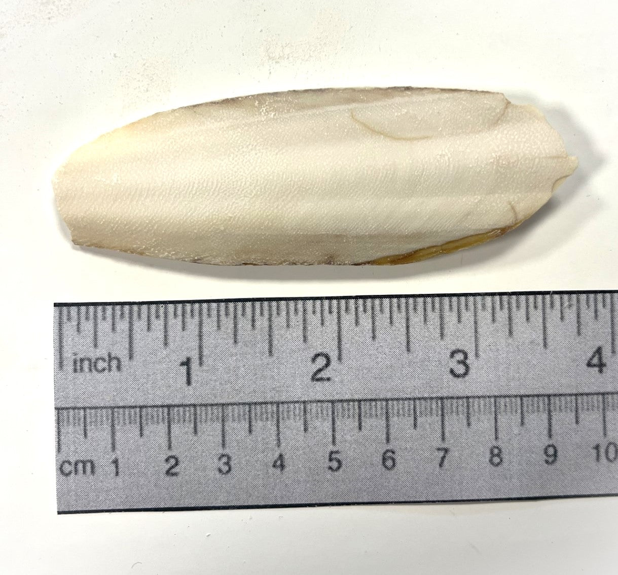 Cuttlefish Bone - Image 4