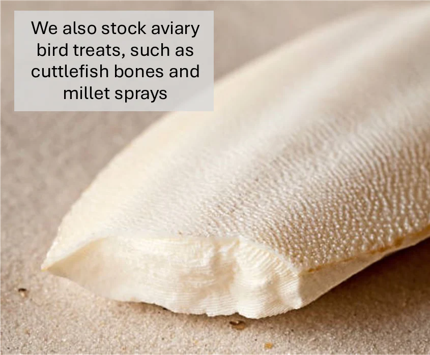 Cuttlefish Bone - Image 8