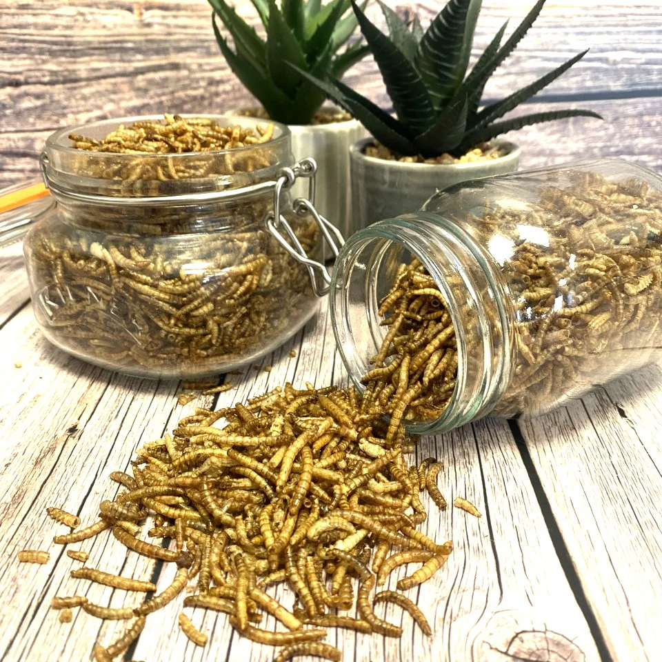 Dried Mealworms - Image 3