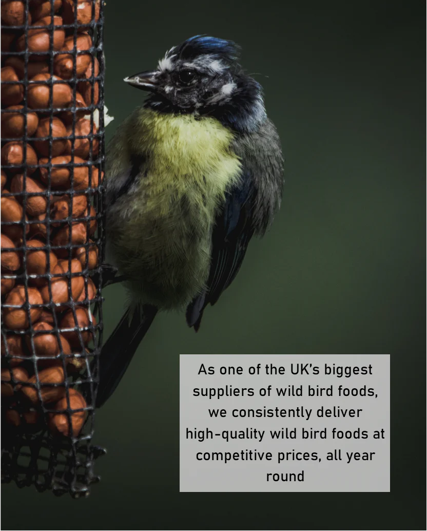 Dried Mealworms - Image 6
