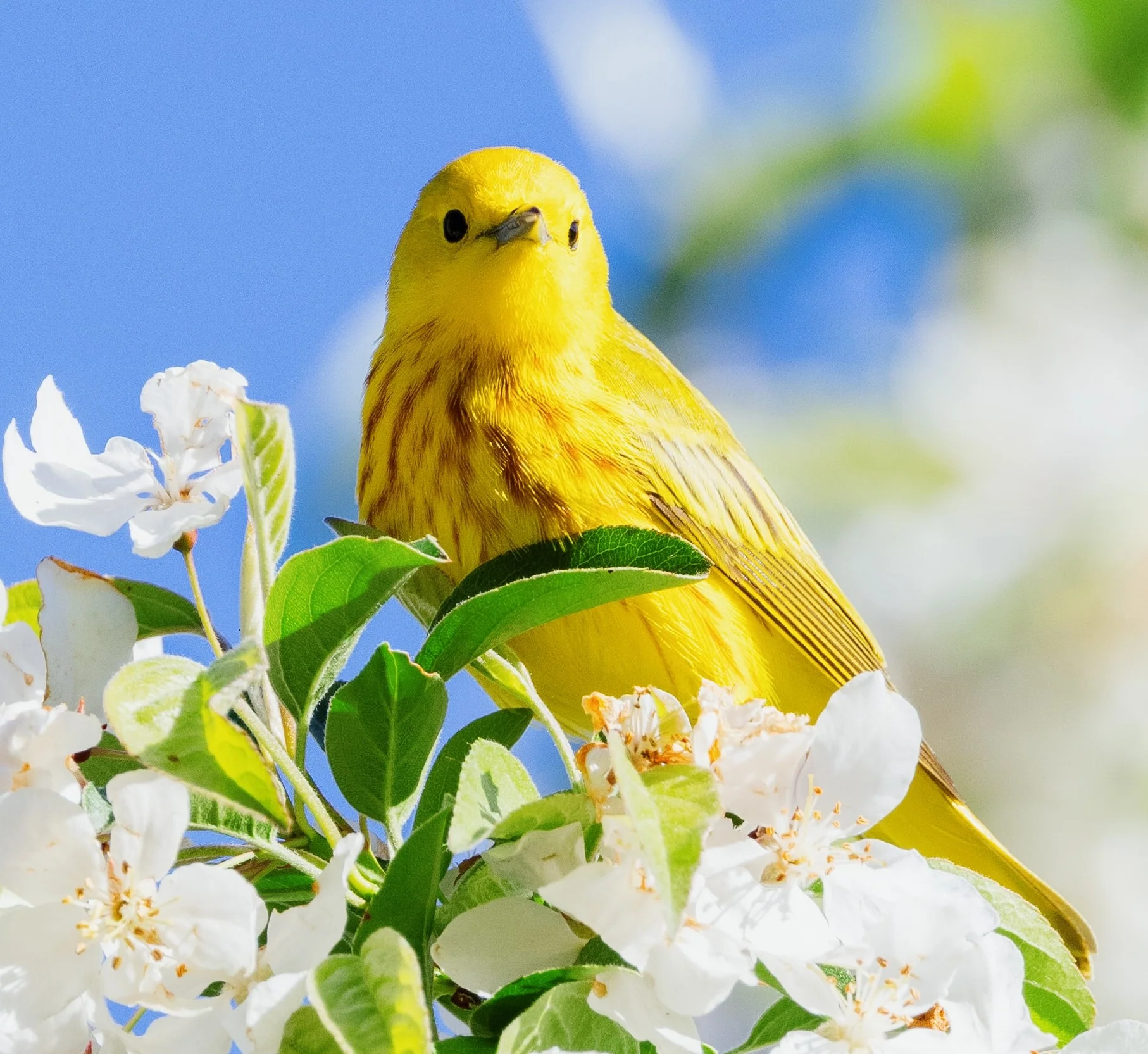 Favourite Mixed Canary Seed - Image 4