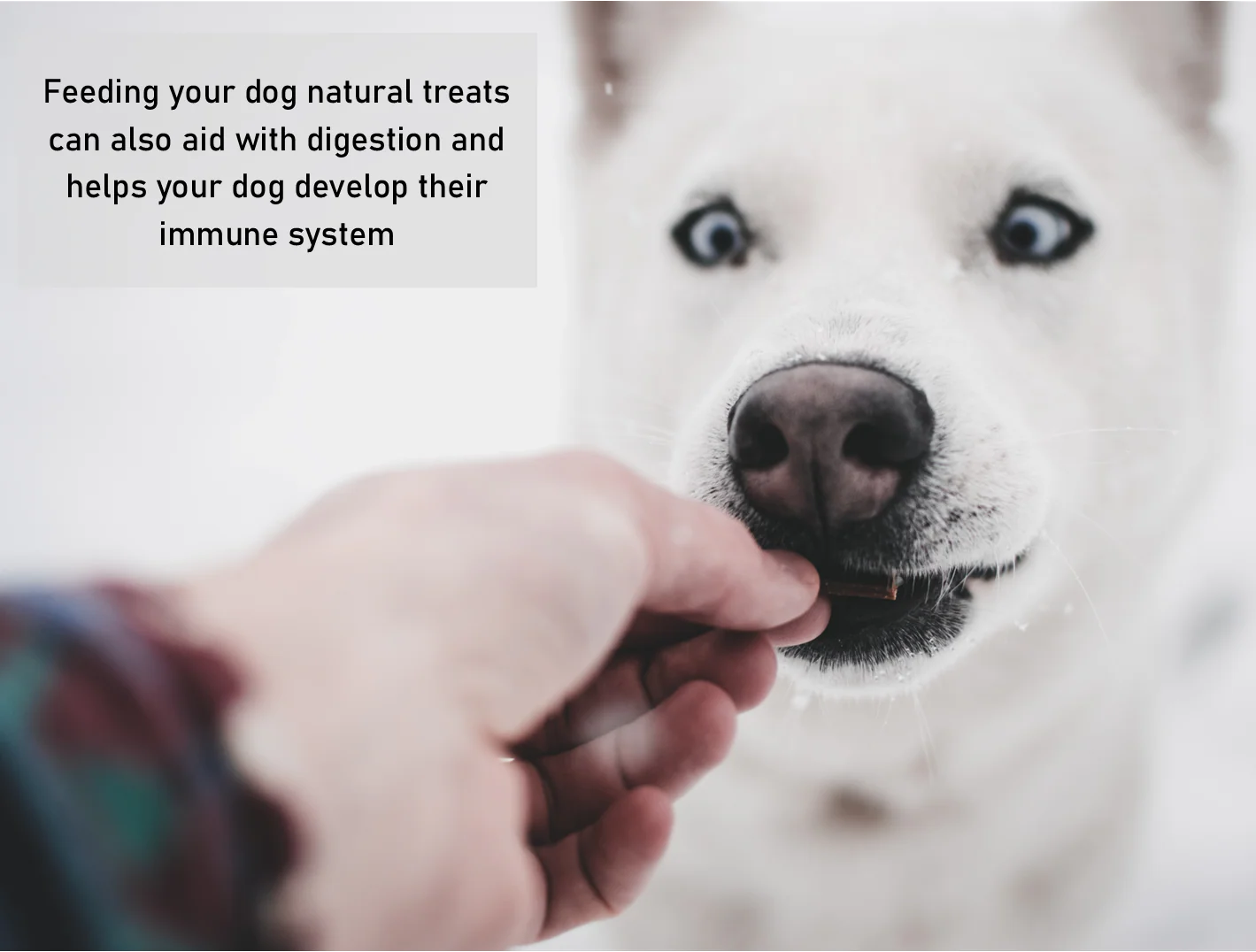Lamb Cubes - Image 4