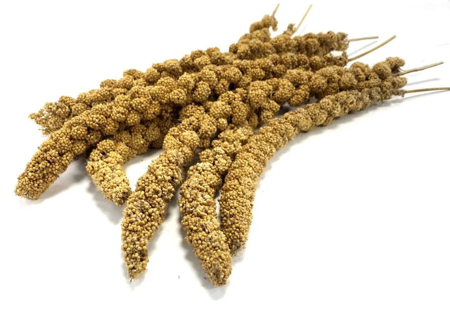 Millet Sprays - Image 3