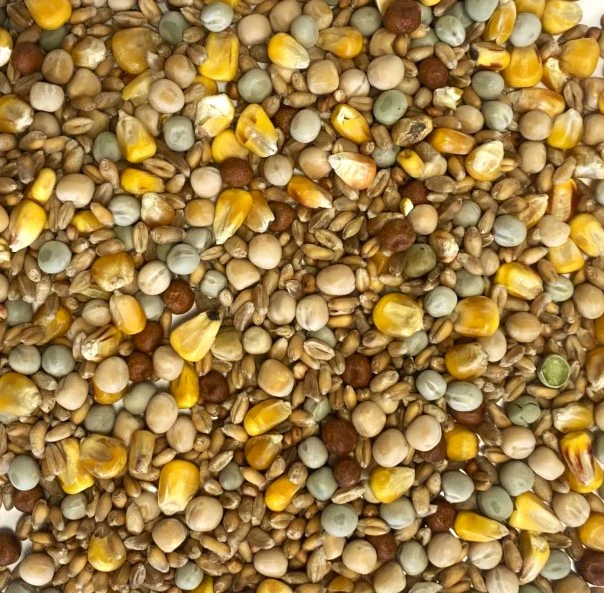 Mixed Pigeon Corn - Image 2