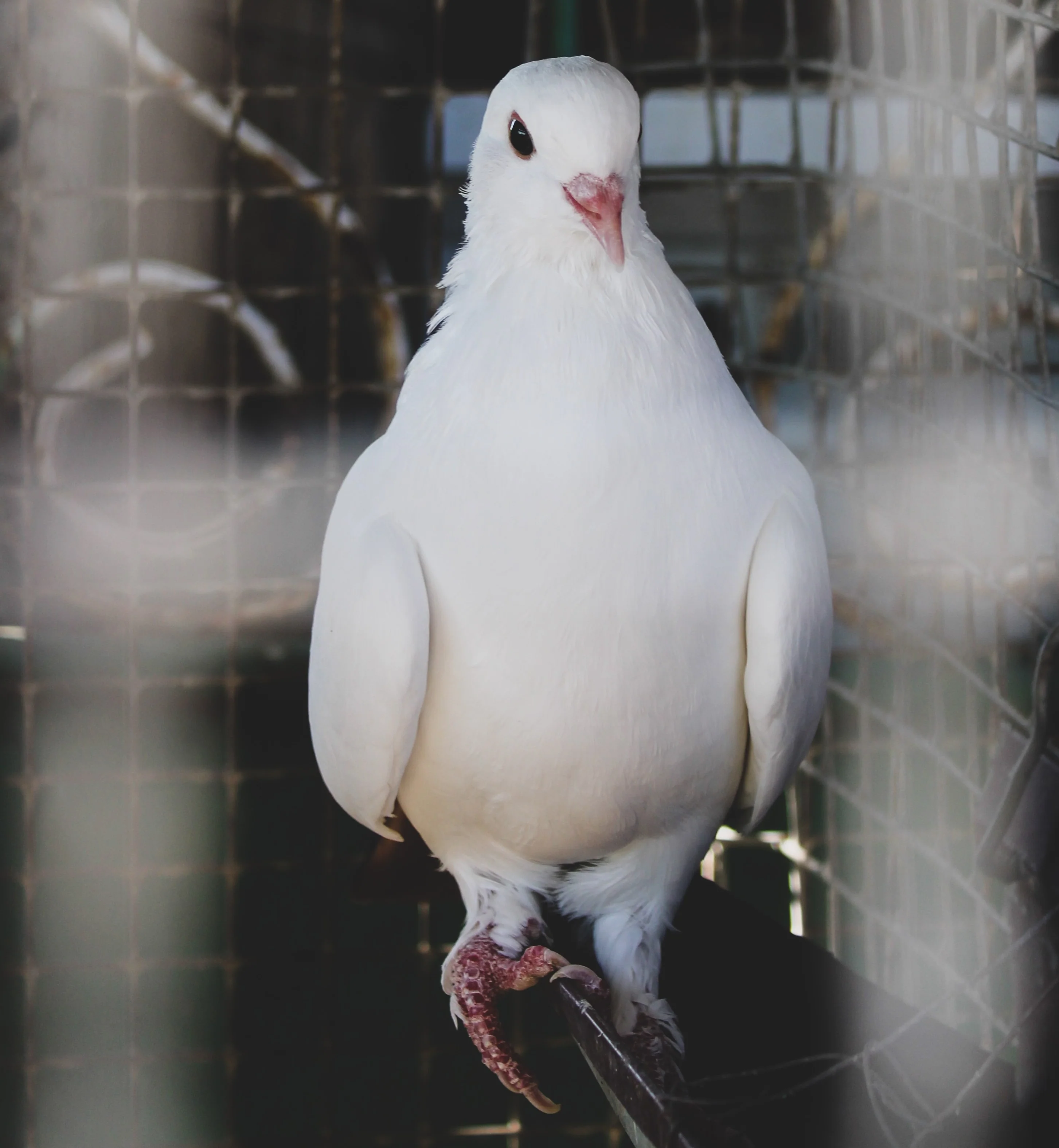 Mixed Pigeon Corn - Image 4