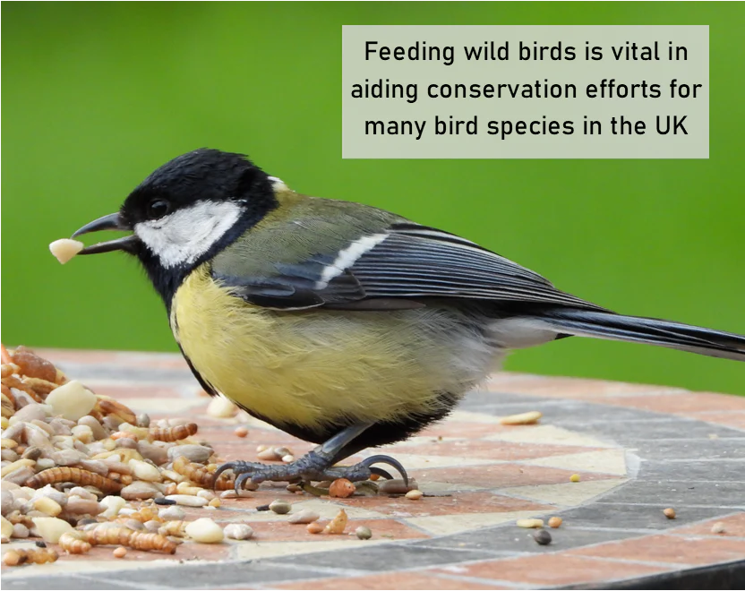 Niger Seed - Image 5