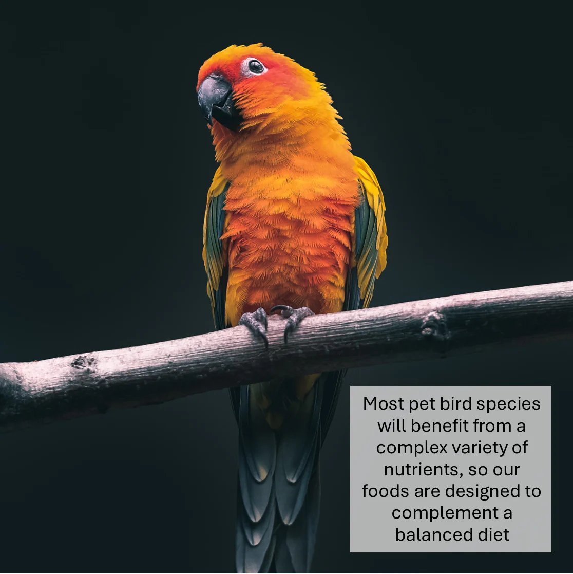 No. 1 Parrot Food - Image 7