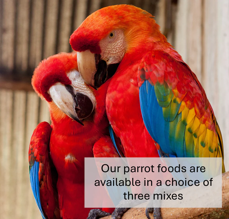 Premium Fruity Parrot Food - Image 3