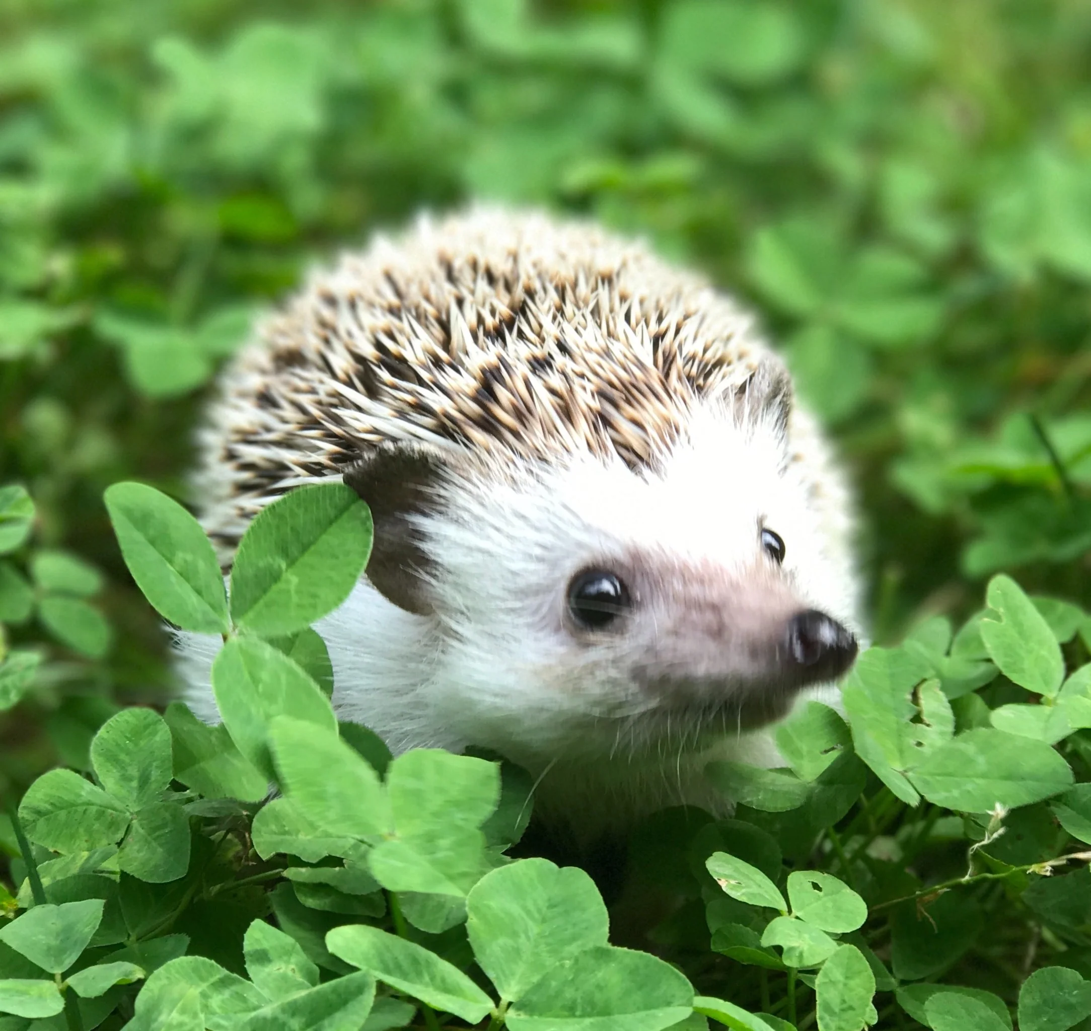 Premium Hedgehog with Calciworms - Image 4