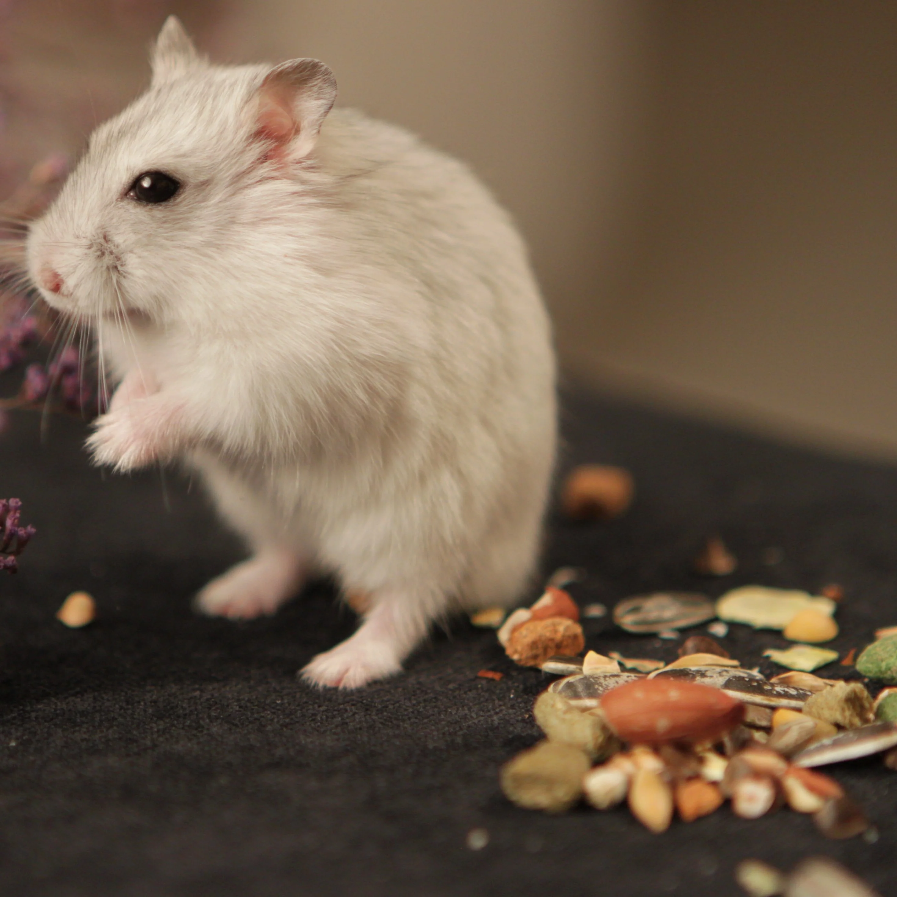 Rat, Mouse, Gerbil and Hamster Food - Image 4