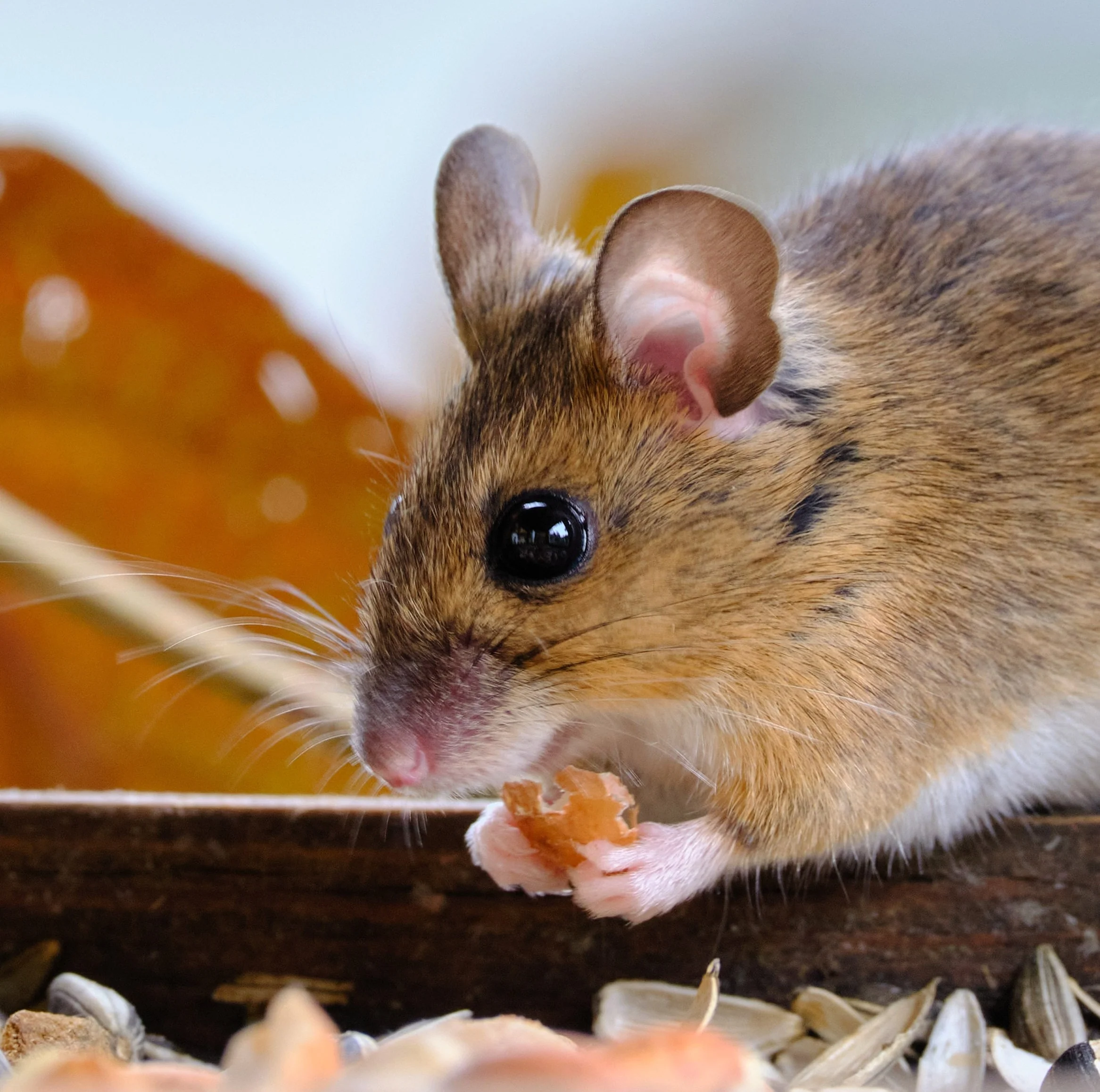 Rat, Mouse, Gerbil and Hamster Food - Image 5