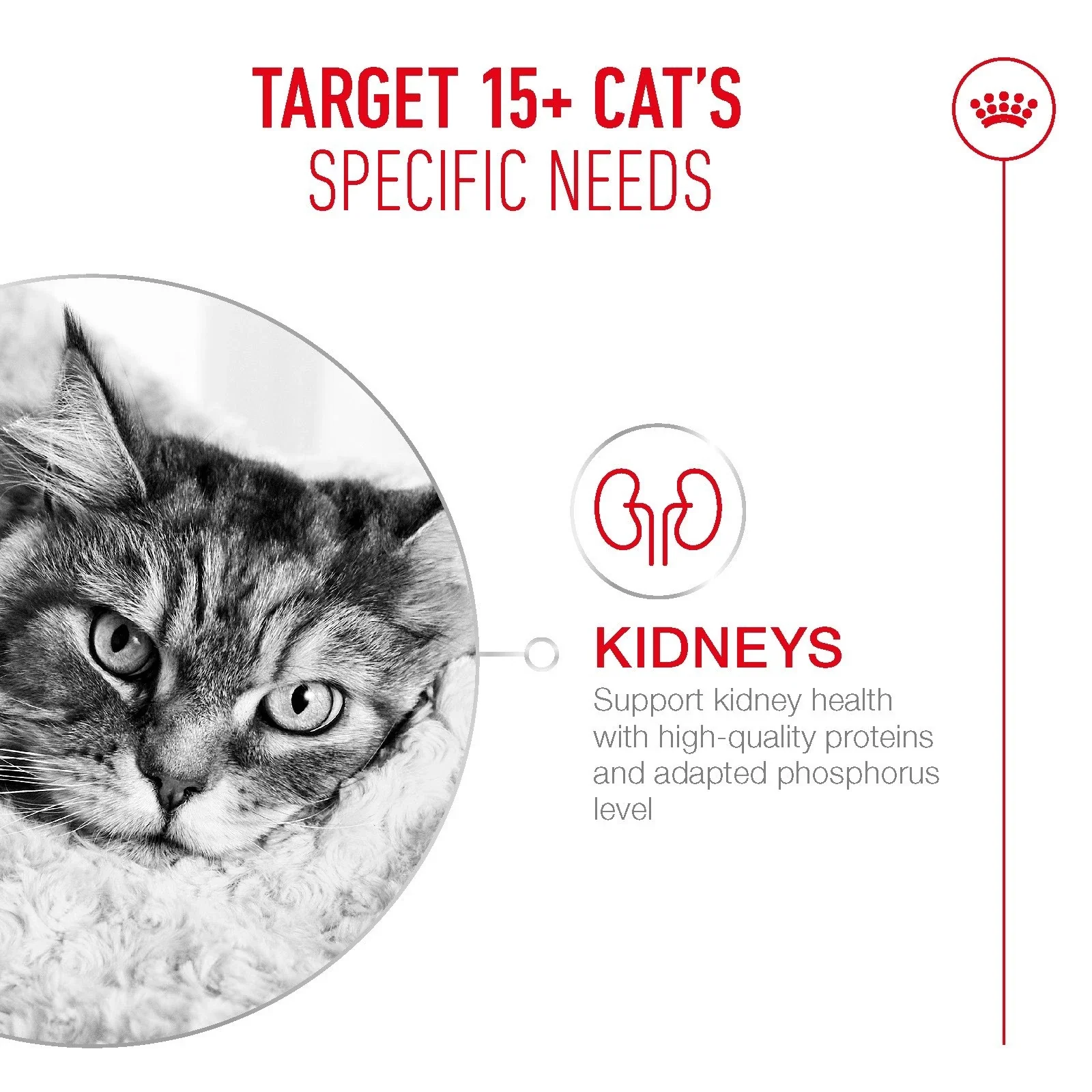 ROYAL CANIN® Ageing 15+ Dry Cat Food - Image 3