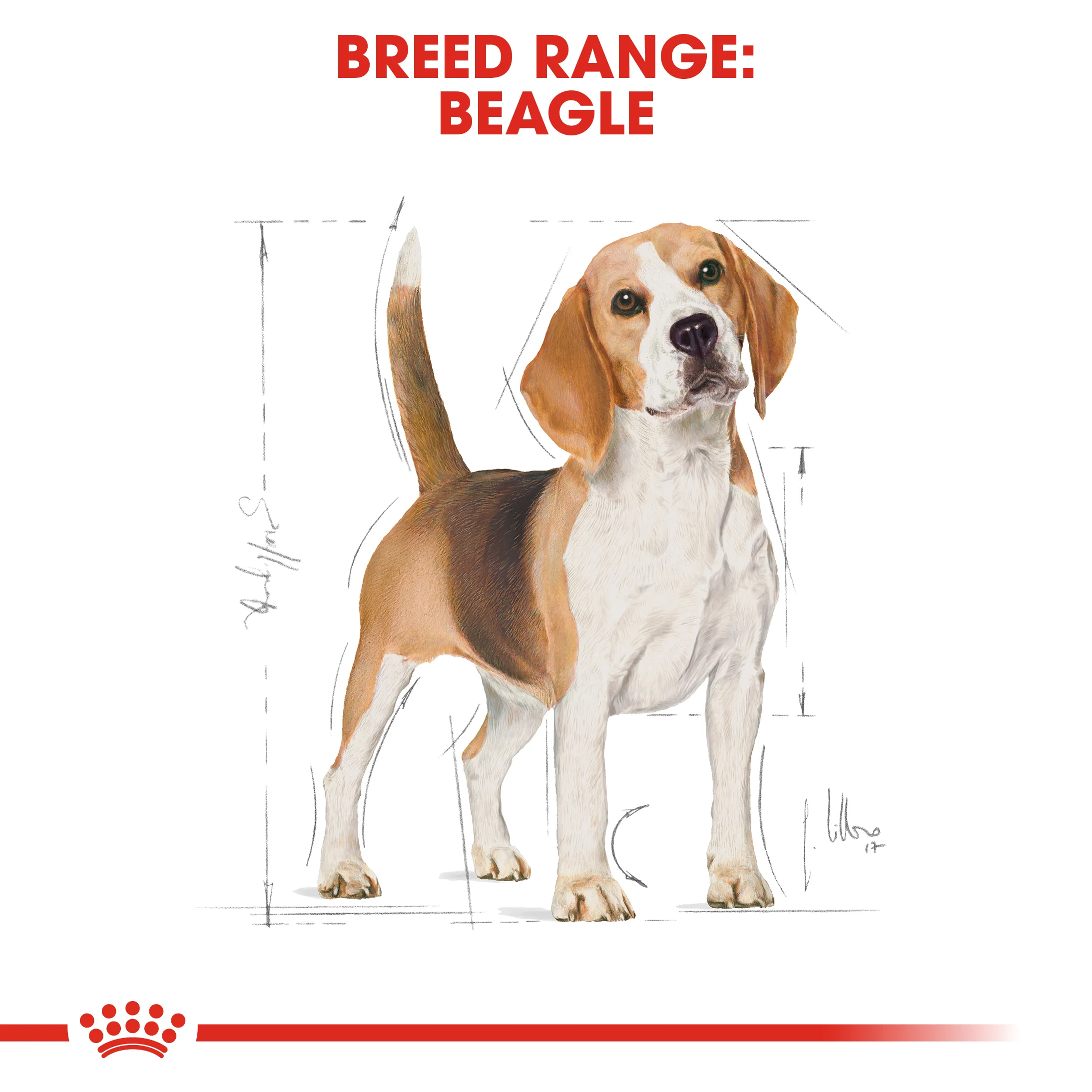 ROYAL CANIN® Beagle Adult - Image 10