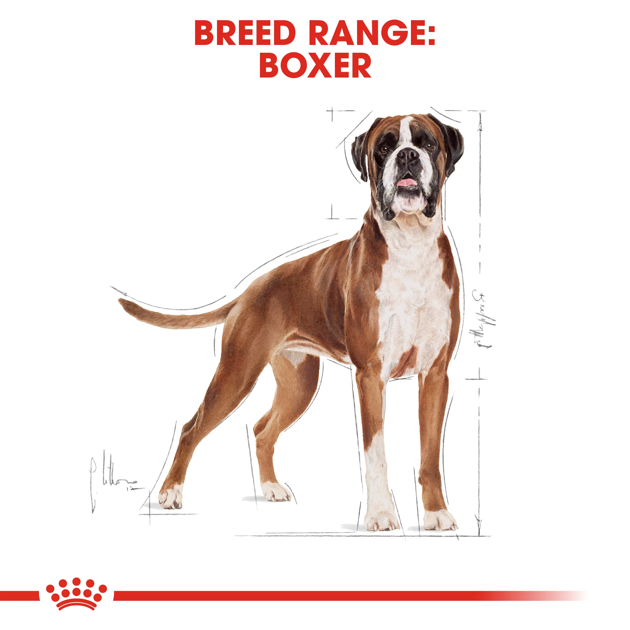ROYAL CANIN® Boxer Adult Dry Dog Food - Image 7