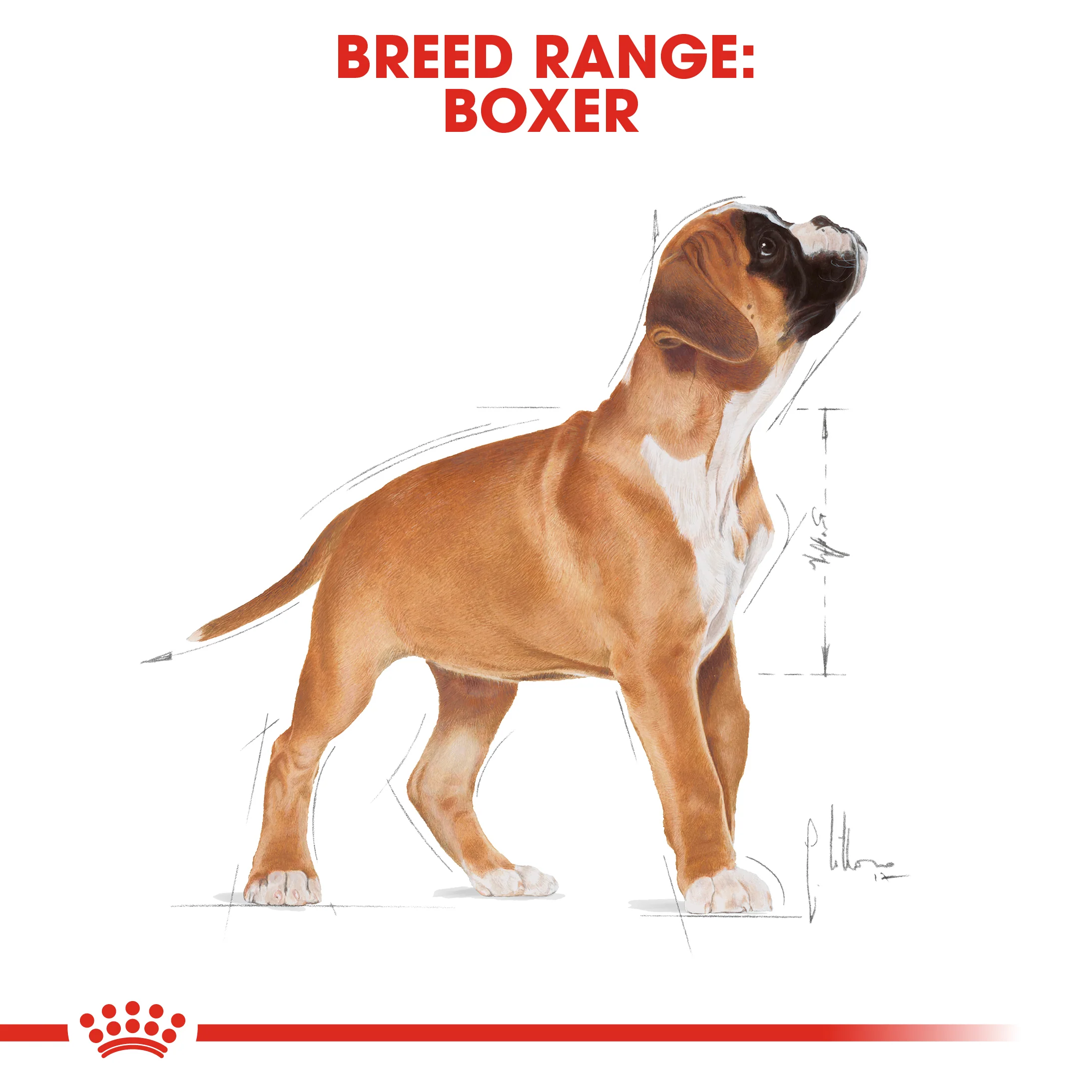ROYAL CANIN® Boxer Puppy Dry Food - Image 9