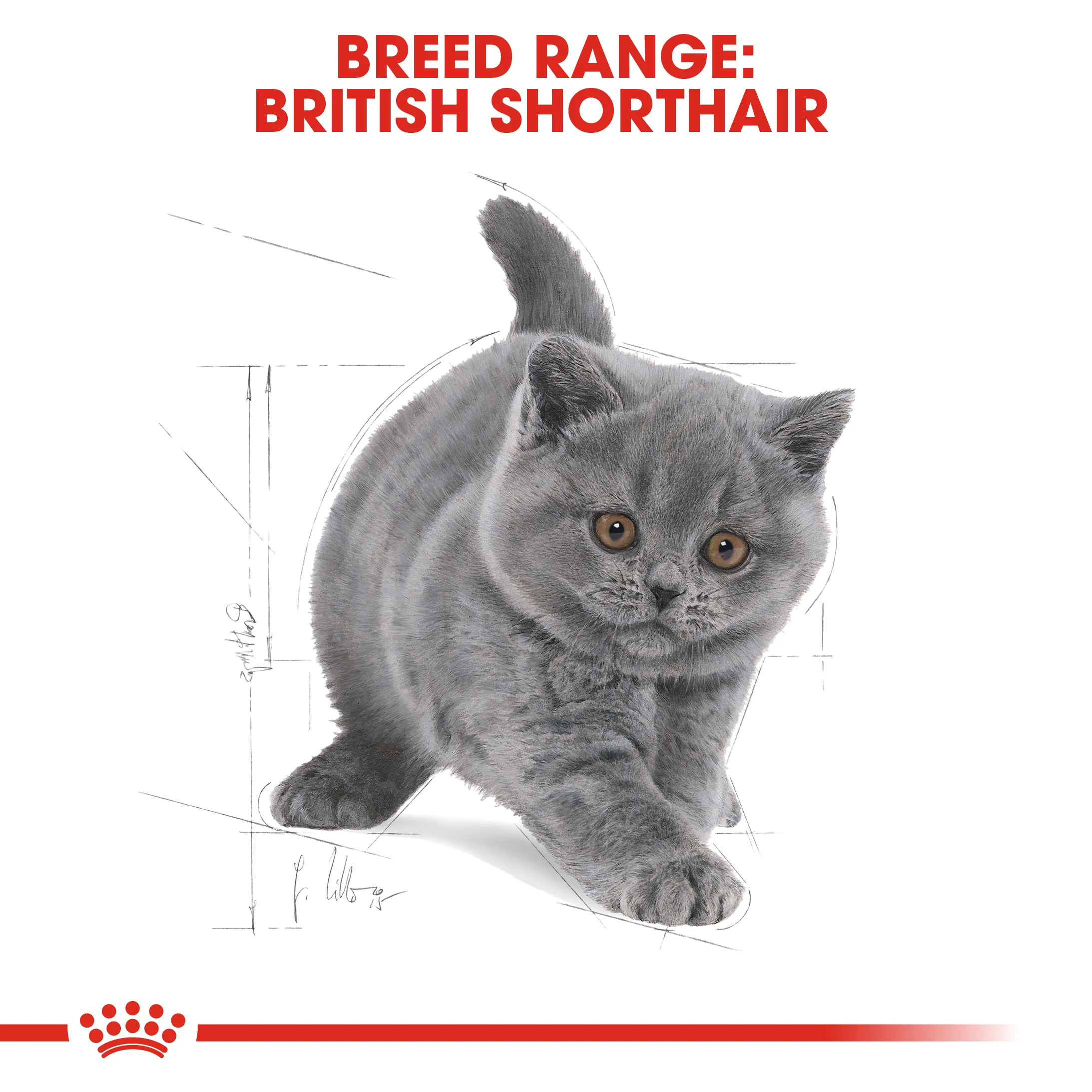ROYAL CANIN® British Shorthair Kitten Dry Food - Image 11