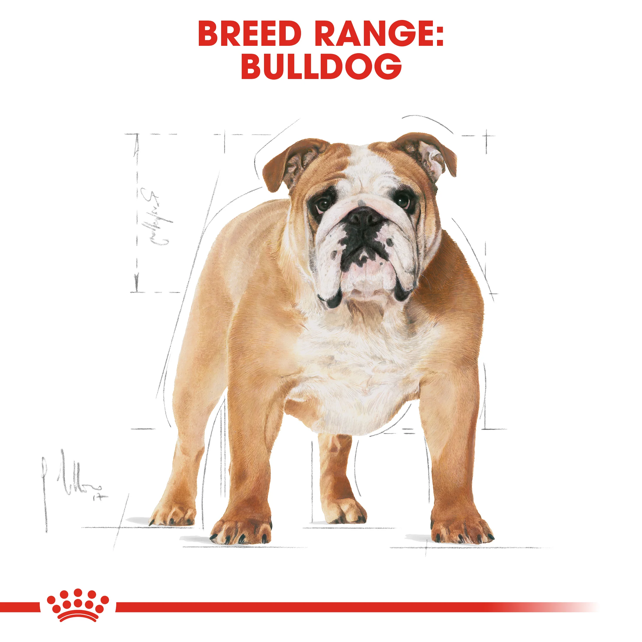ROYAL CANIN® Bulldog Adult Dry Dog Food - Image 11