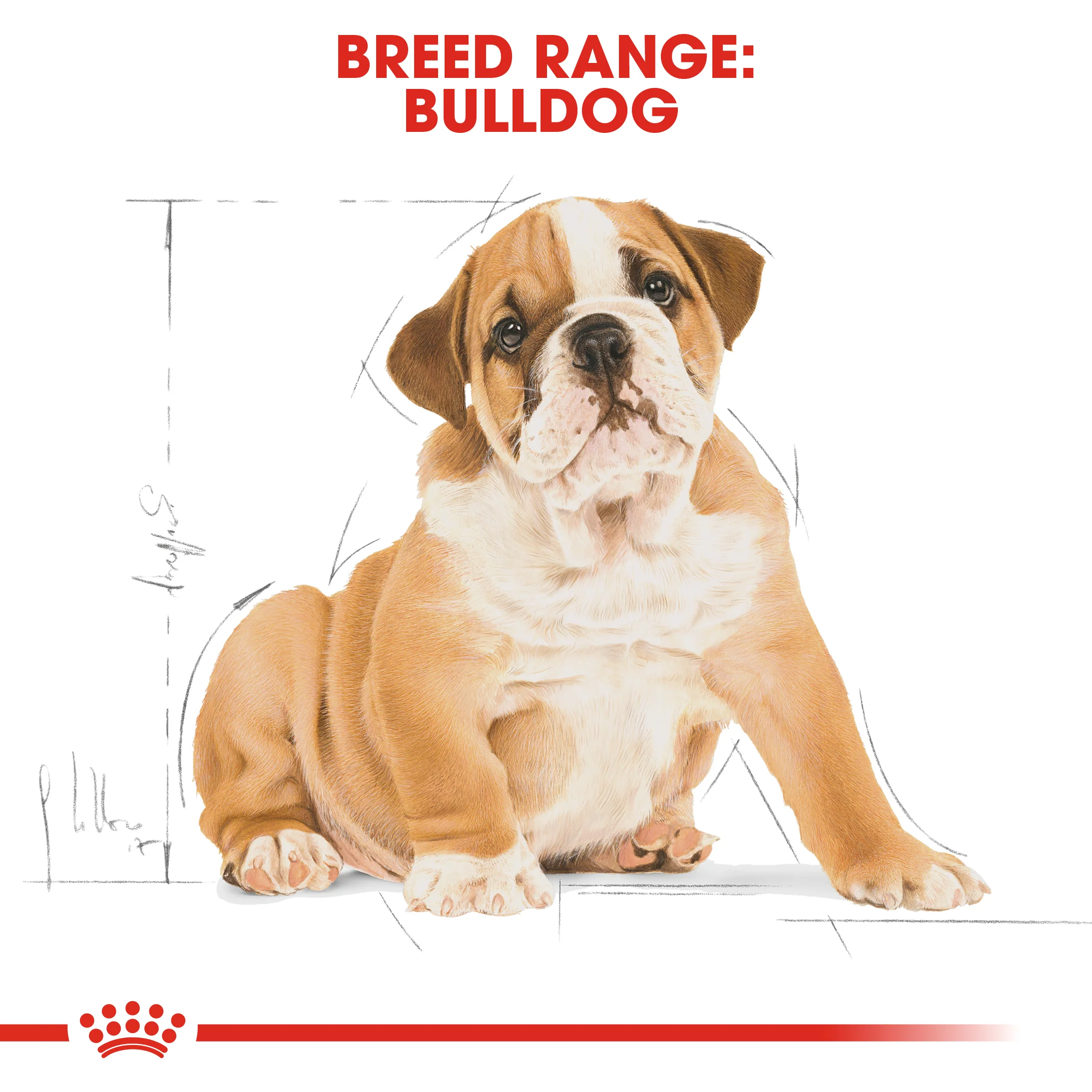 ROYAL CANIN® Bulldog Puppy Dry Food - Image 11