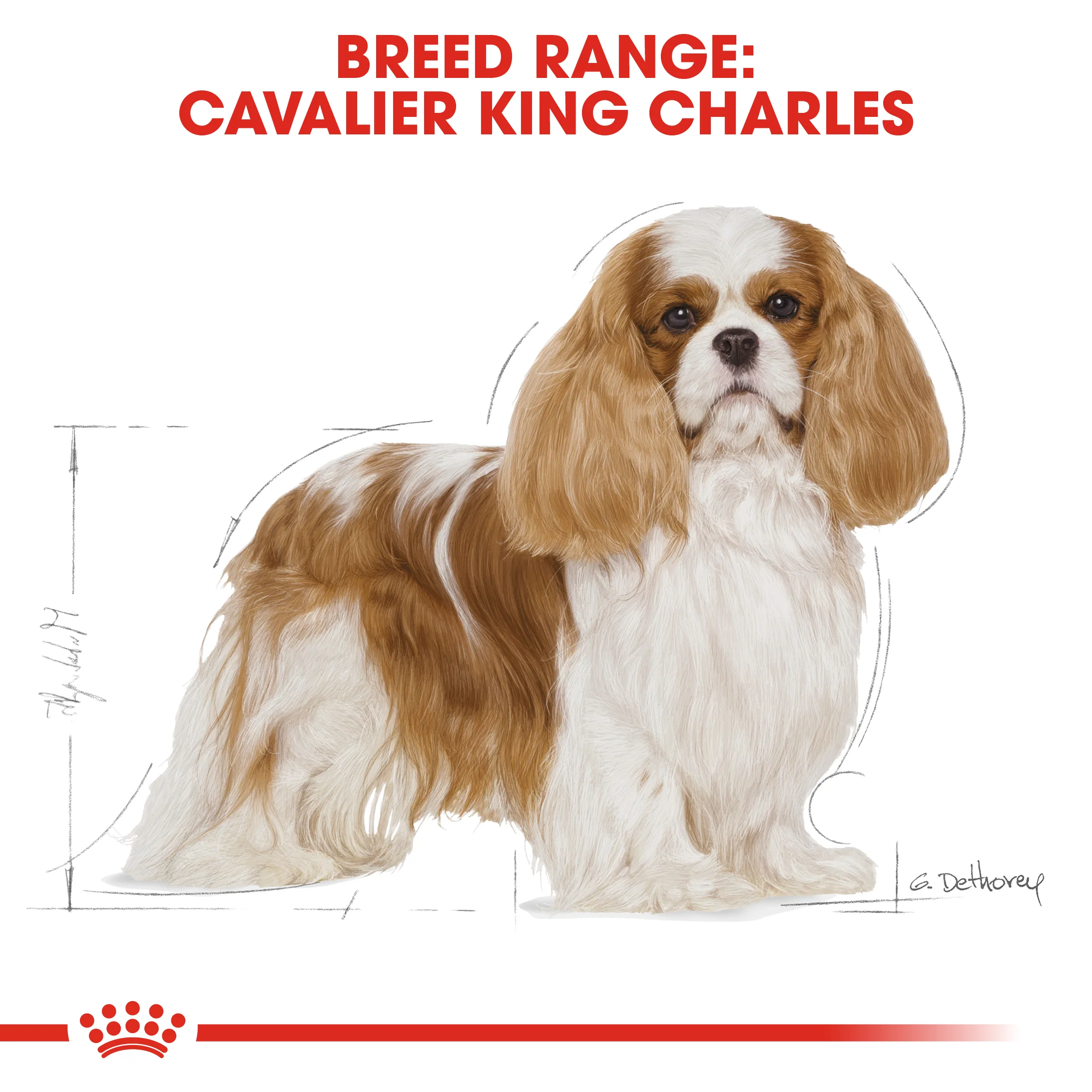 ROYAL CANIN® Cavalier King Charles Adult Dry Dog Food - Image 11