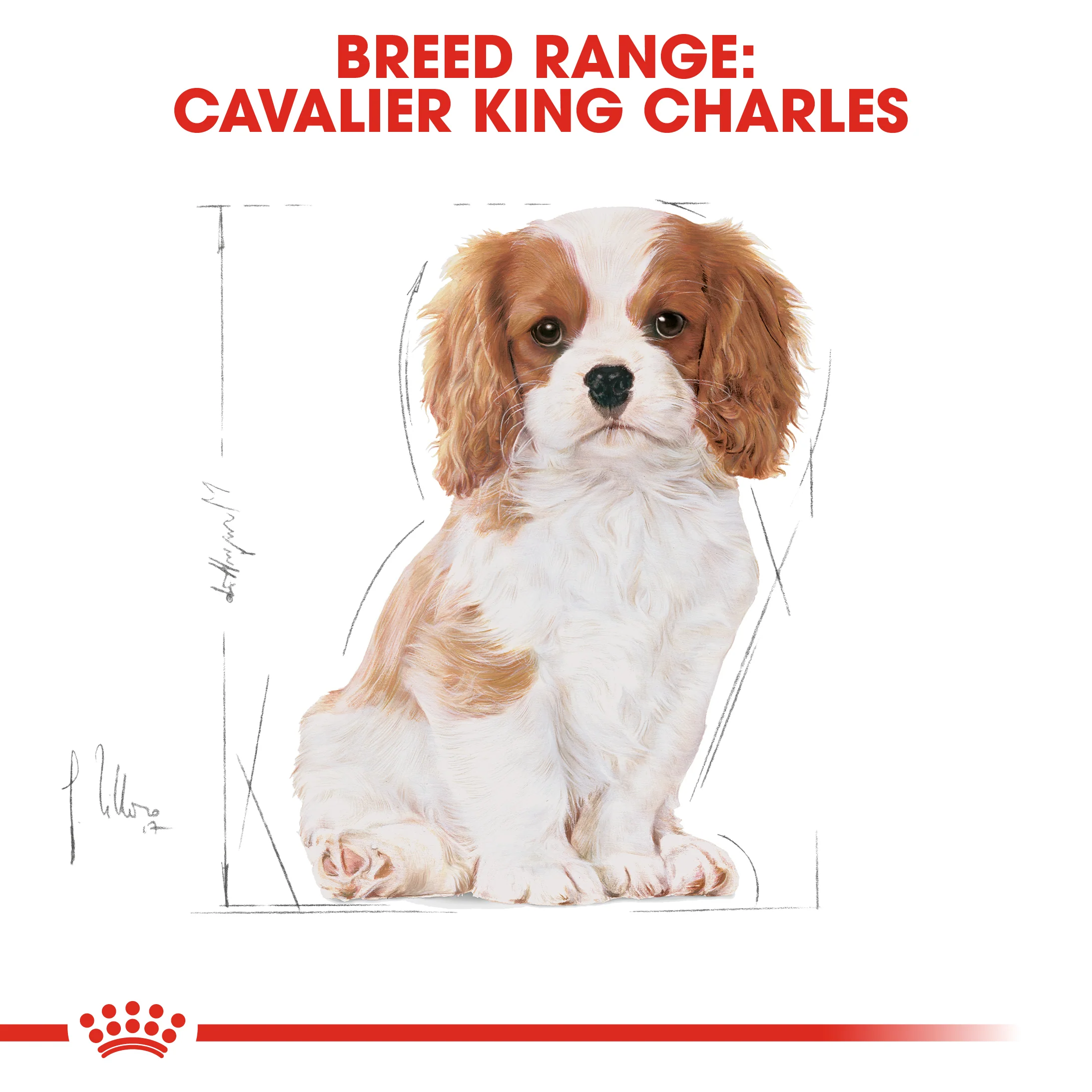 ROYAL CANIN® Cavalier King Charles Puppy Dry Food - Image 12