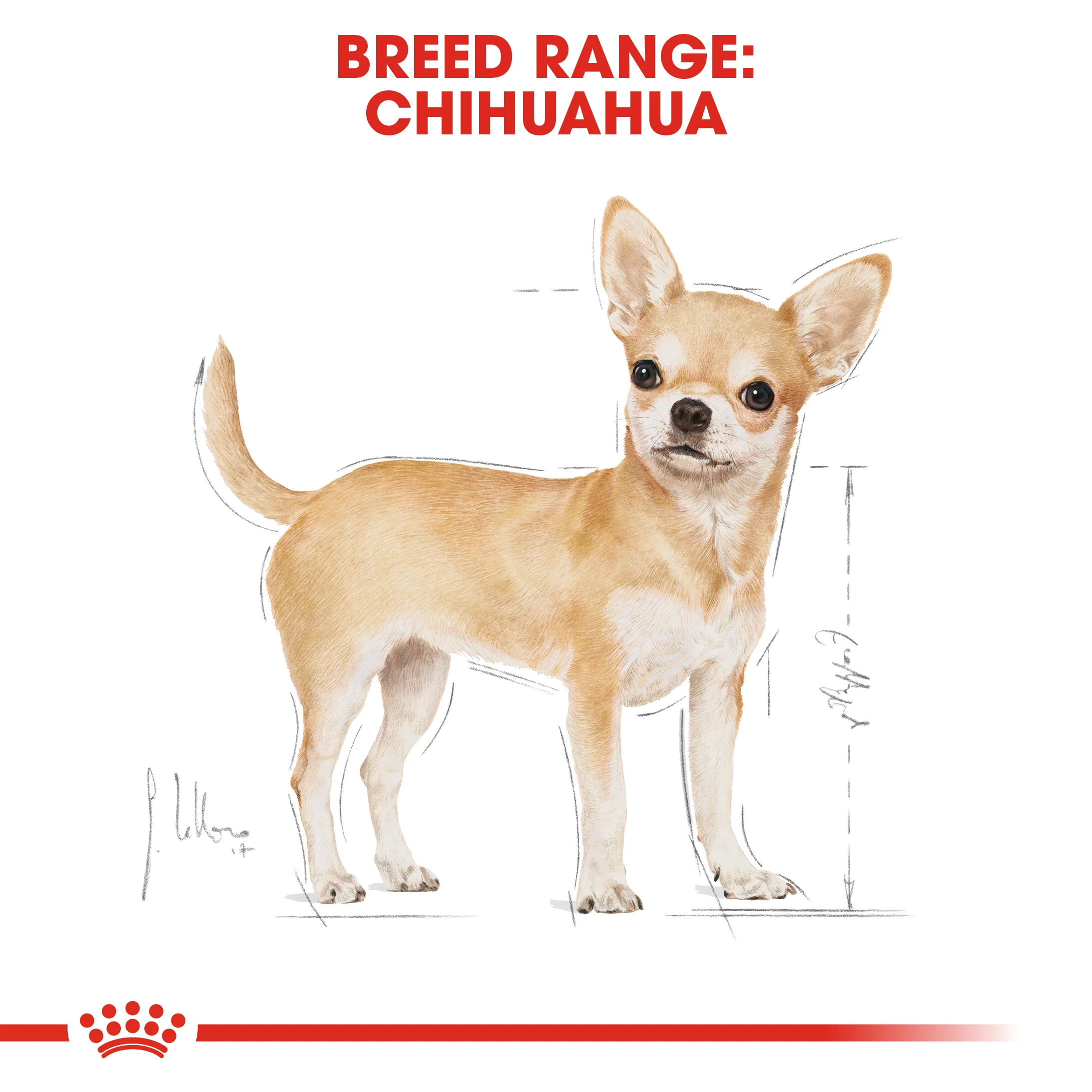 ROYAL CANIN® Chihuahua Adult Dry Dog Food - Image 11
