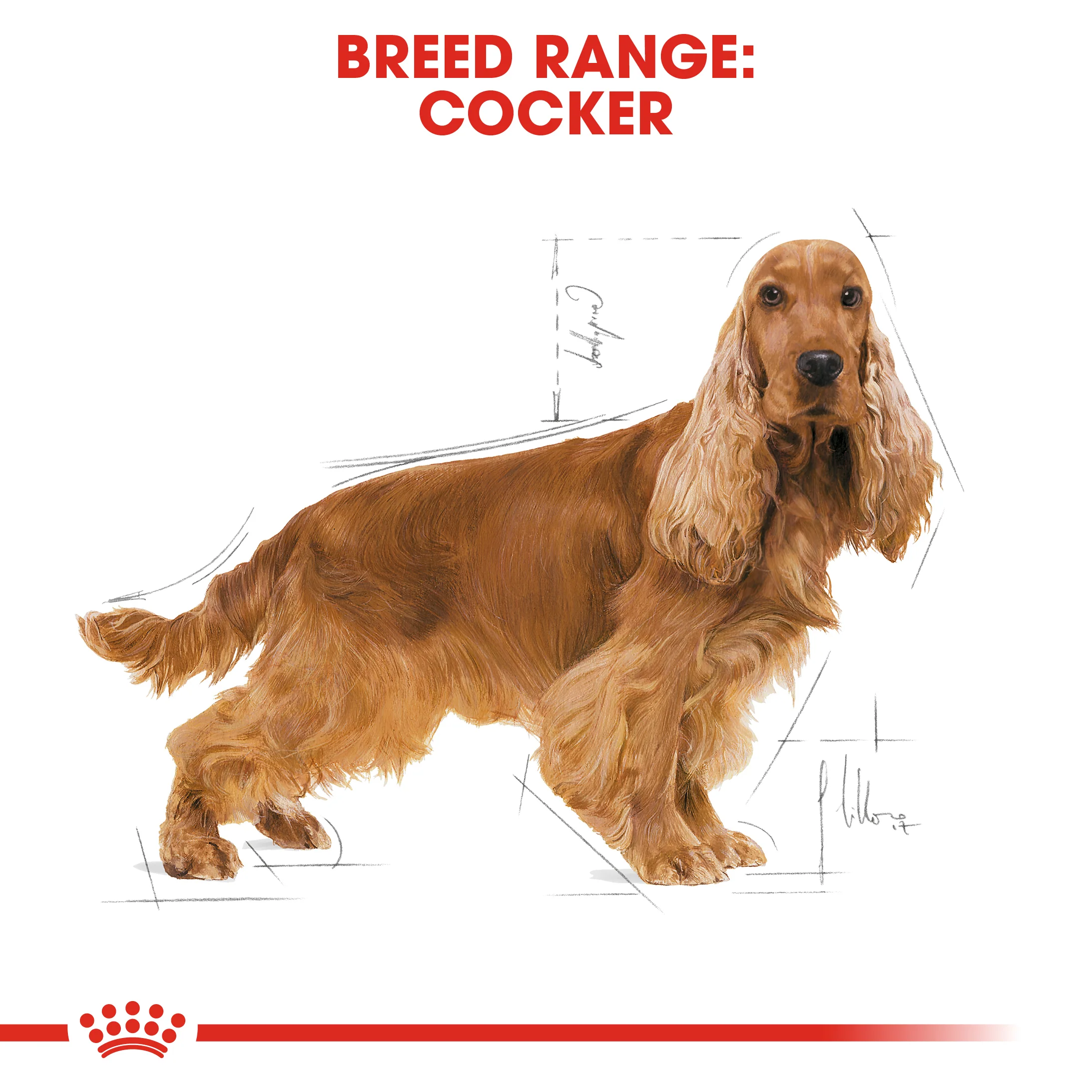 ROYAL CANIN® Cocker Adult Dry Dog Food - Image 11