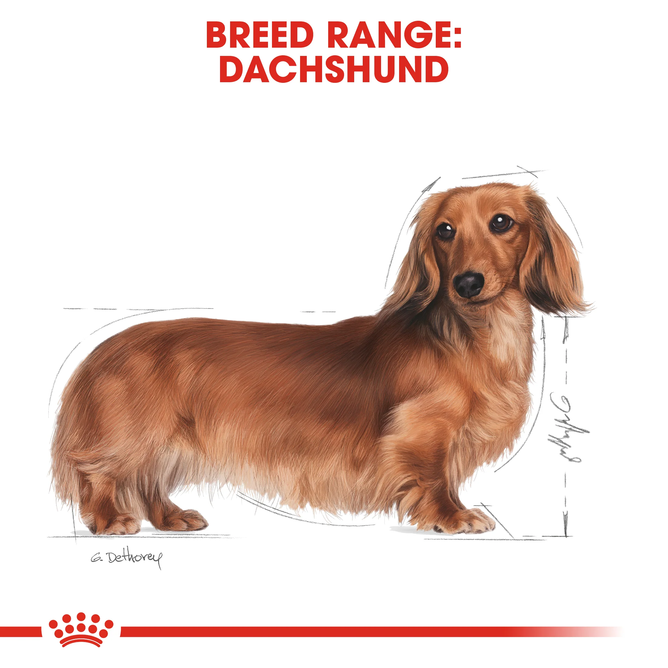 ROYAL CANIN® Dachshund Adult Dry Dog Food - Image 11