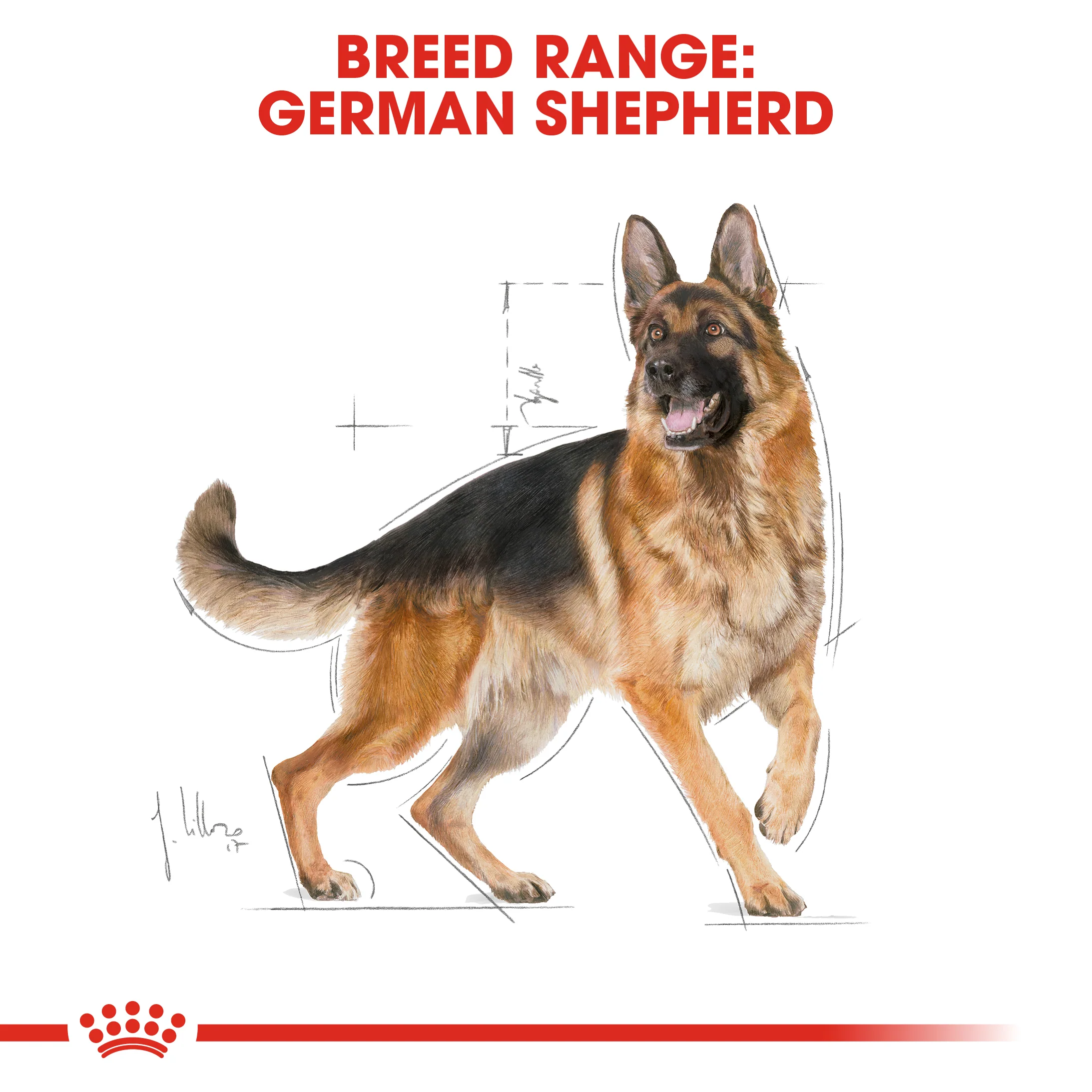 ROYAL CANIN® German Shepherd 5+ Adult Dry Dog Food - Image 12