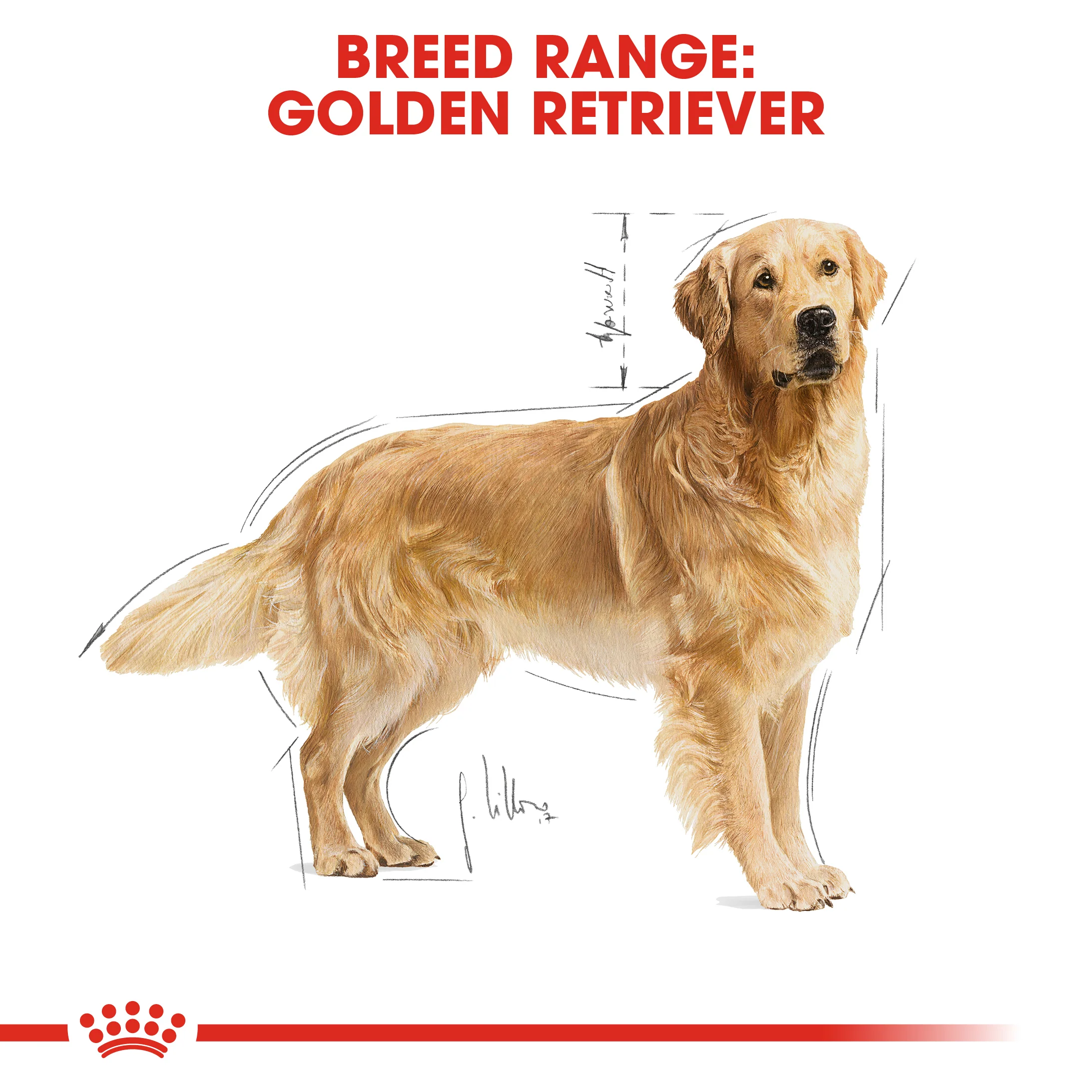 ROYAL CANIN® Golden Retriever Adult Dry Dog Food - Image 11