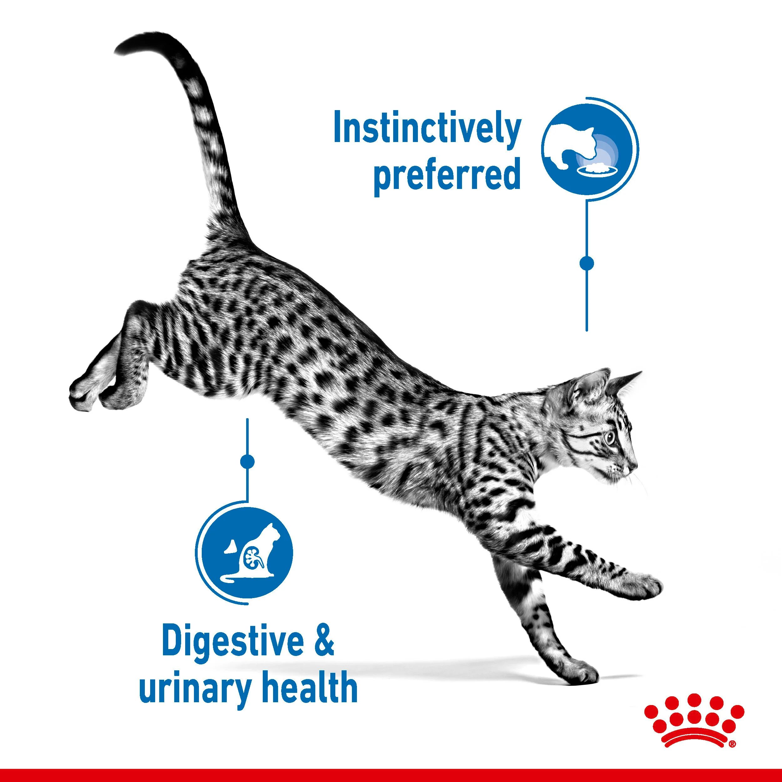 ROYAL CANIN® Indoor Sterilised In Gravy Adult Wet Cat Food - Image 7