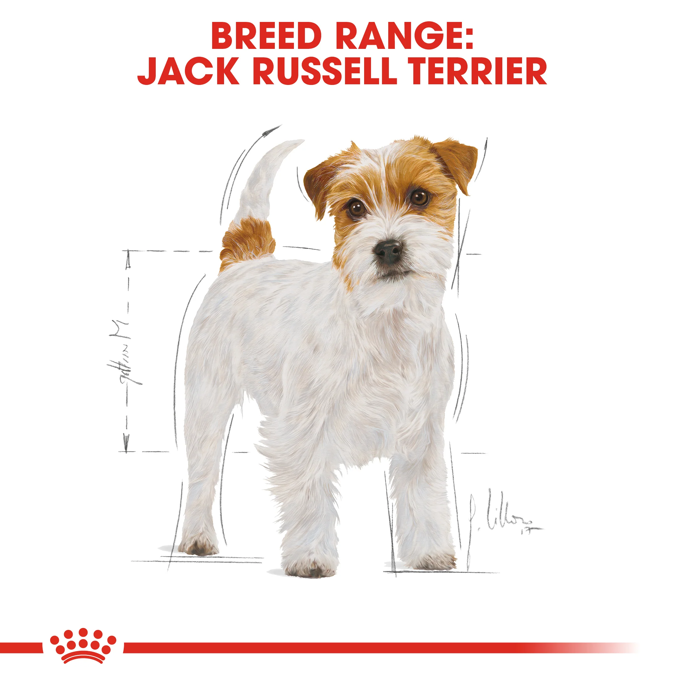 ROYAL CANIN® Jack Russell Terrier Adult Dry Dog Food - Image 8