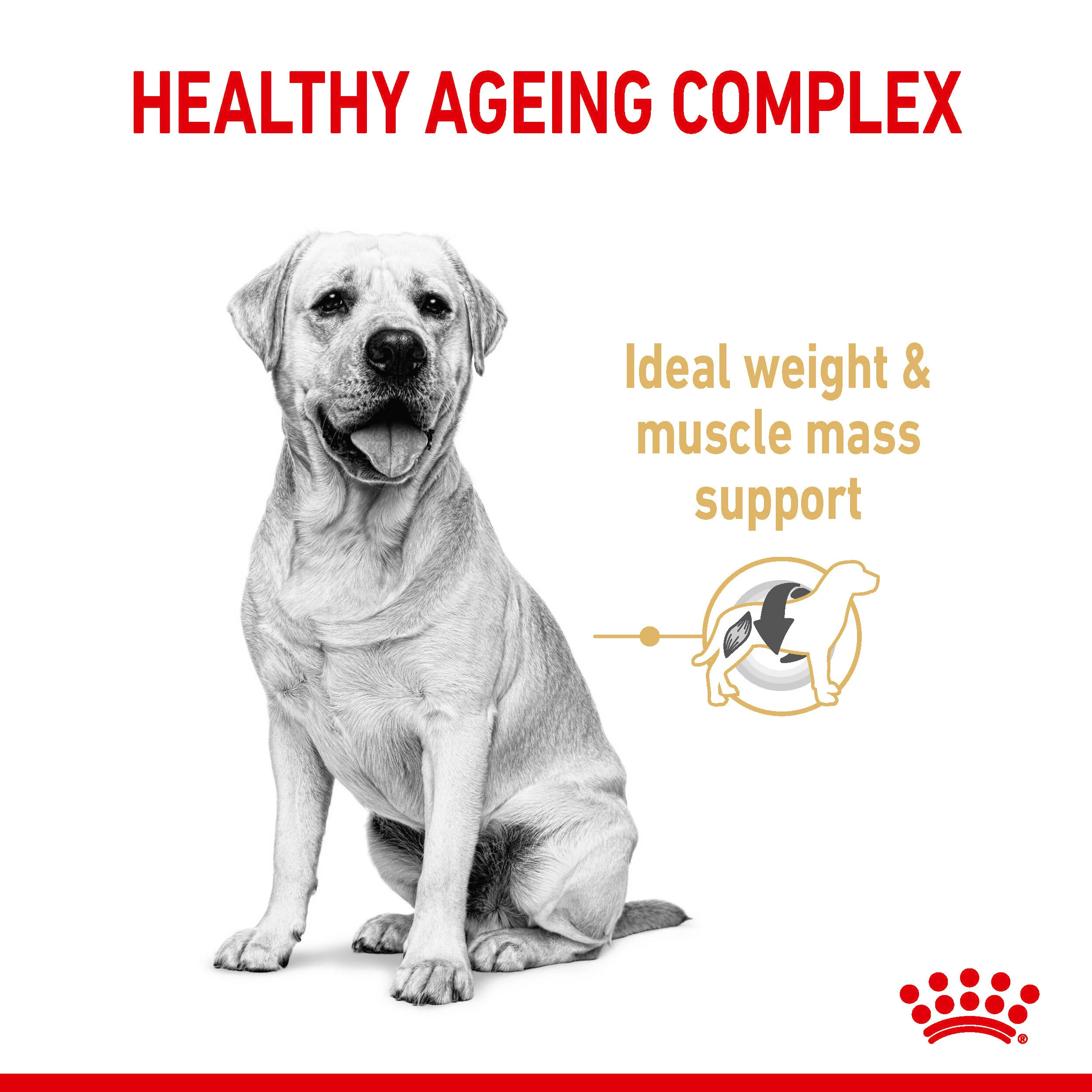 ROYAL CANIN® Labrador Retriever Adult 5+ Dry Dog Food - Image 7