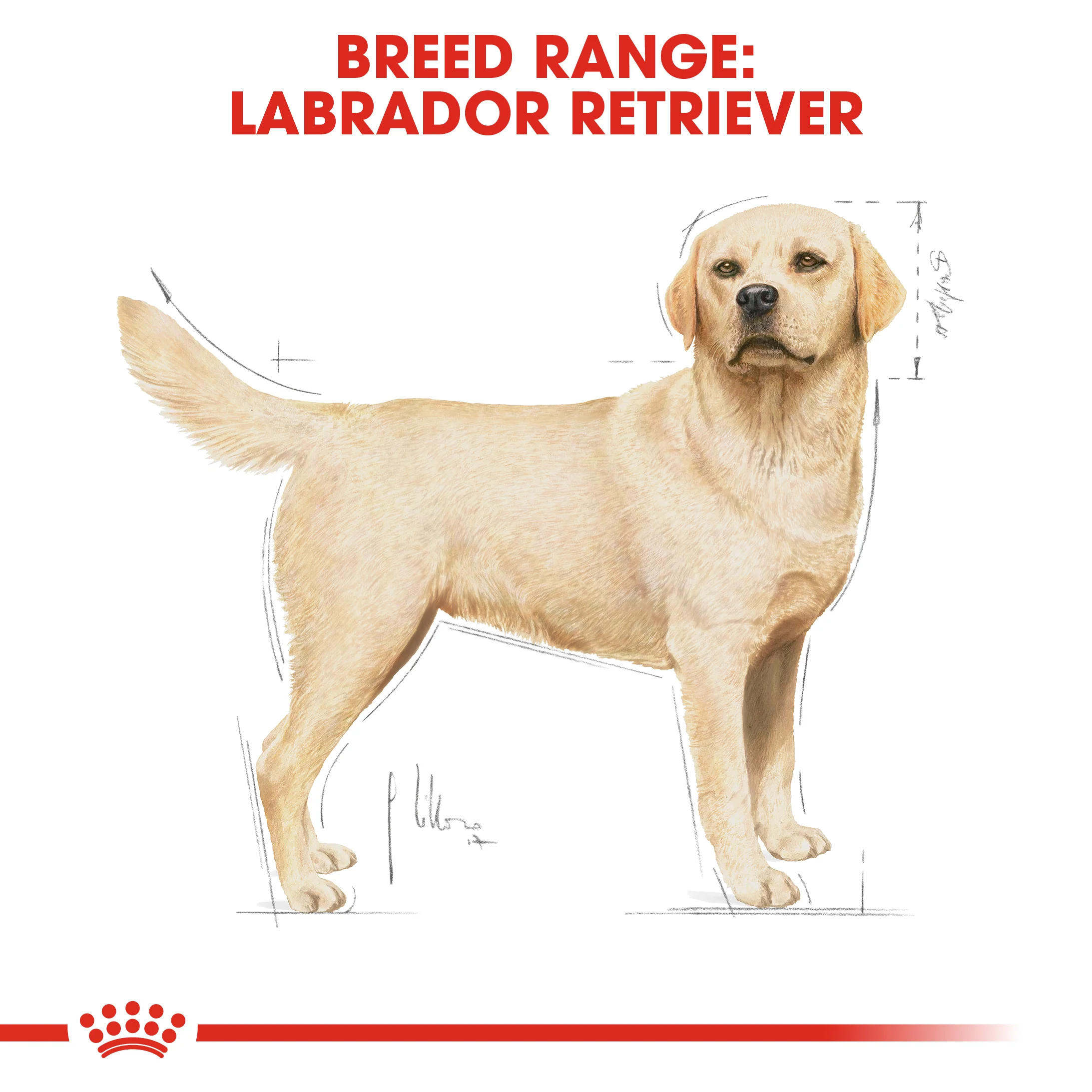 ROYAL CANIN® Labrador Retriever Adult Dry Dog Food - Image 9