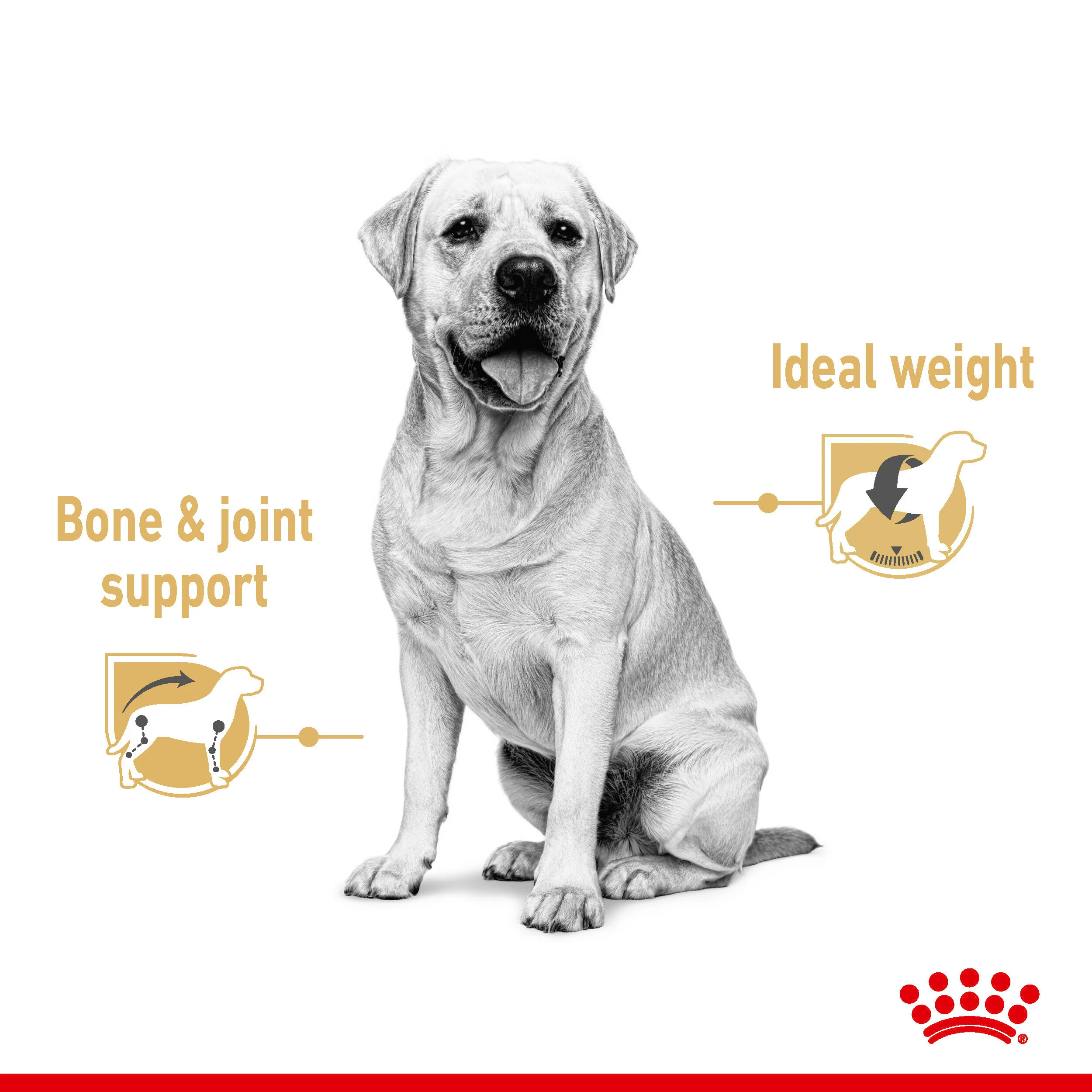 ROYAL CANIN® Labrador Retriever Adult in Gravy Wet Dog Food - Image 9