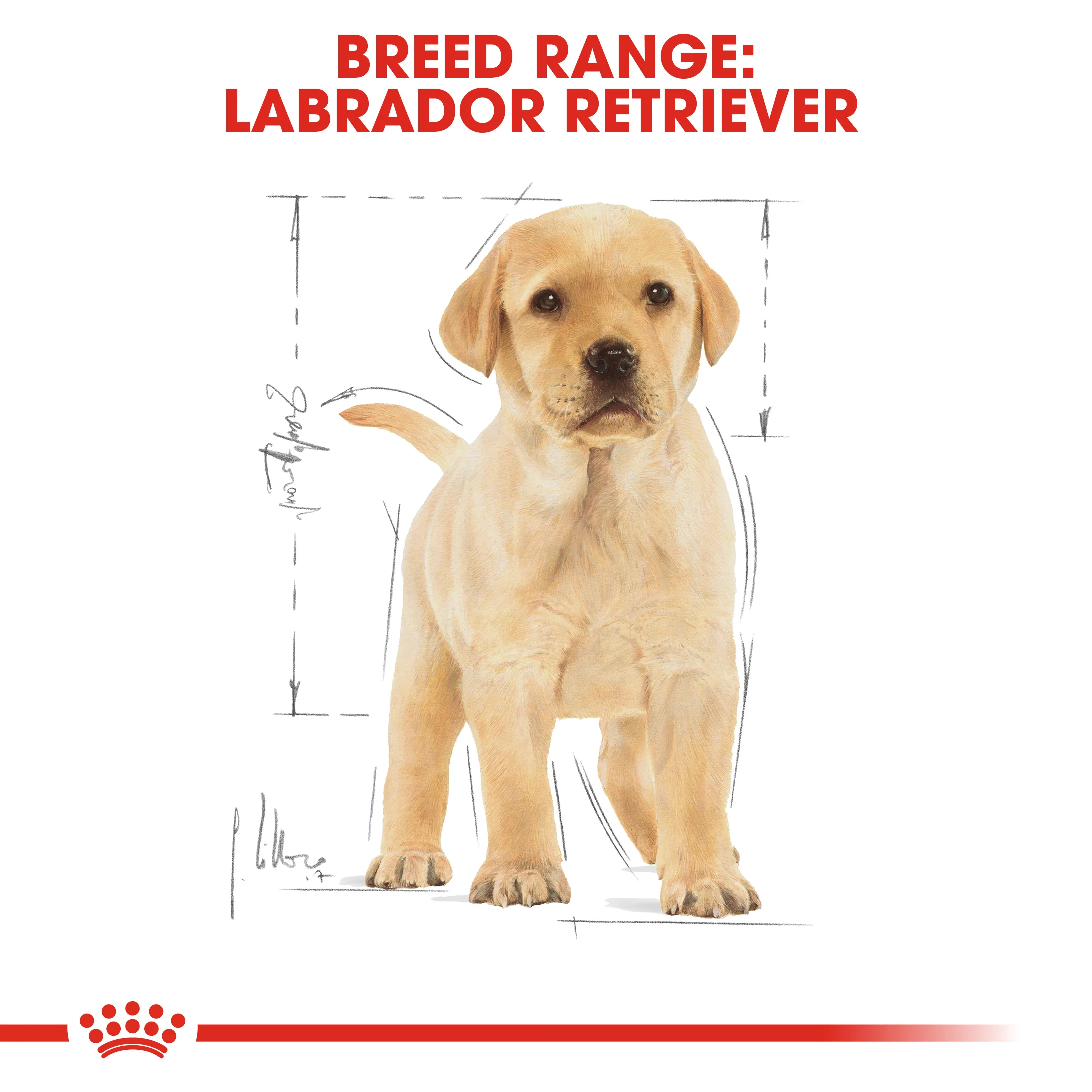 ROYAL CANIN® Labrador Retriever Puppy Dry Food - Image 10
