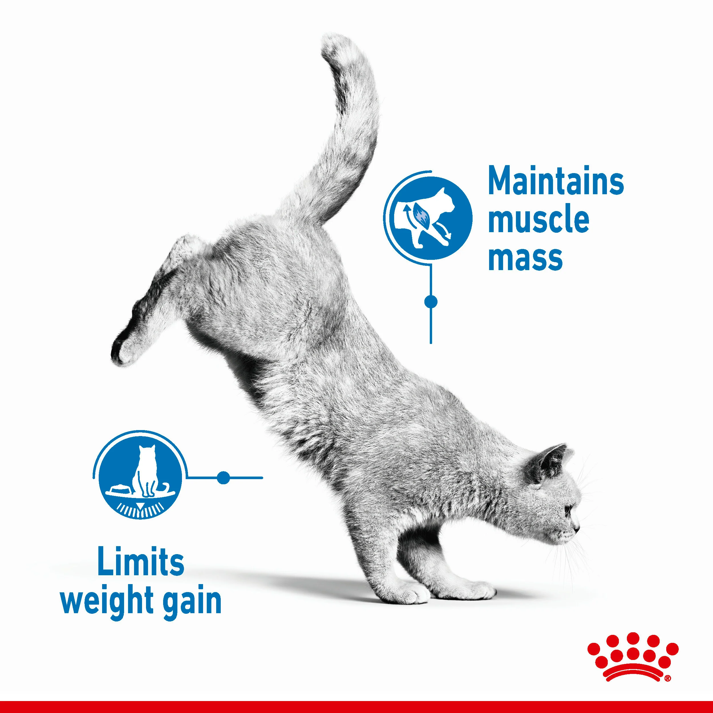 ROYAL CANIN® Light Weight Care Adult Dry Cat Food - Image 11
