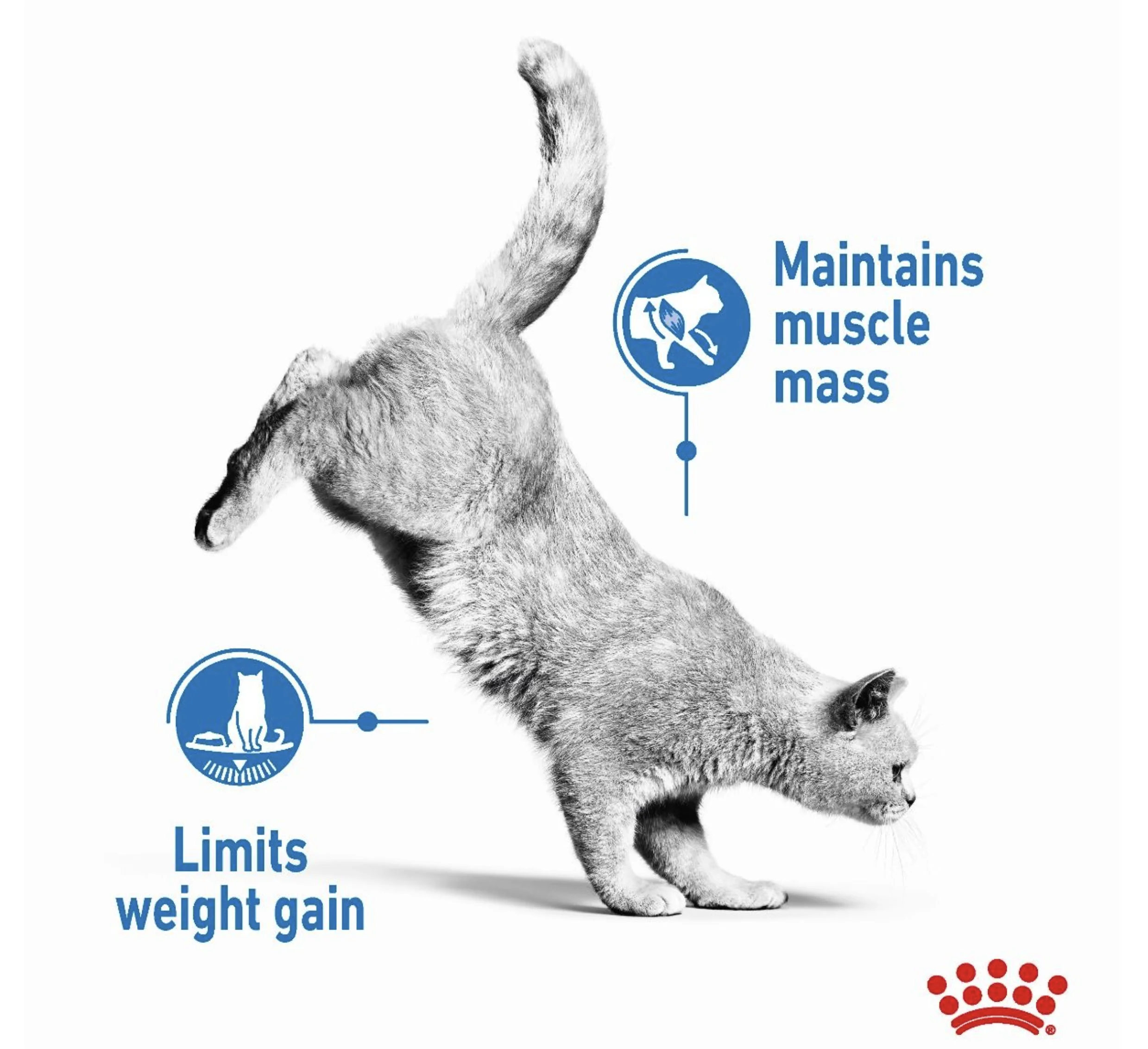 ROYAL CANIN® Light Weight Care in Gravy Adult Wet Cat Food - Image 3