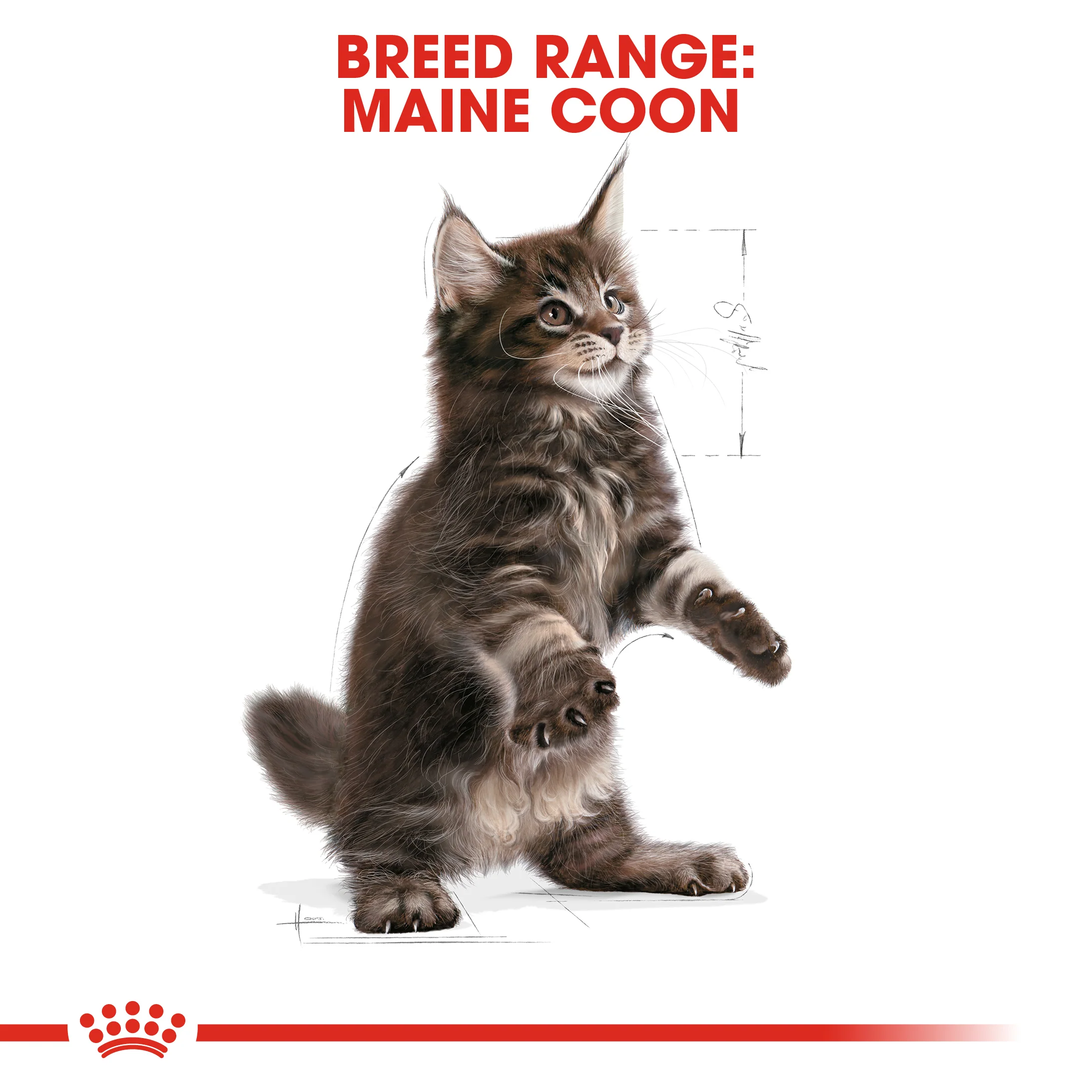 ROYAL CANIN® Maine Coon Kitten Dry Food - Image 11