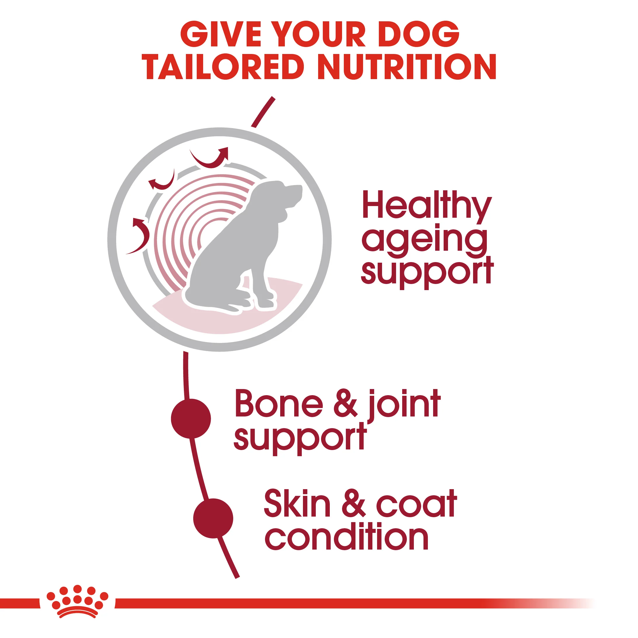 ROYAL CANIN® Medium Ageing 10+ Senior in Gravy Wet Dog Food - Image 12