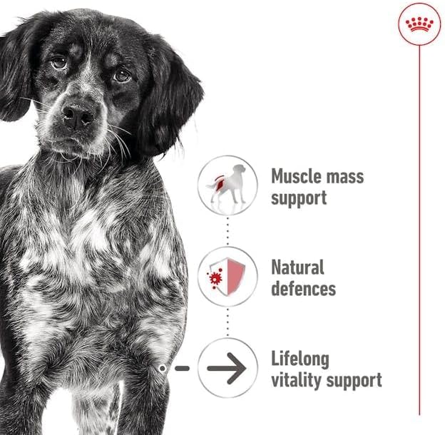 ROYAL CANIN® Medium Adult in Loaf 410g Wet Dog Food in Cans - Image 2