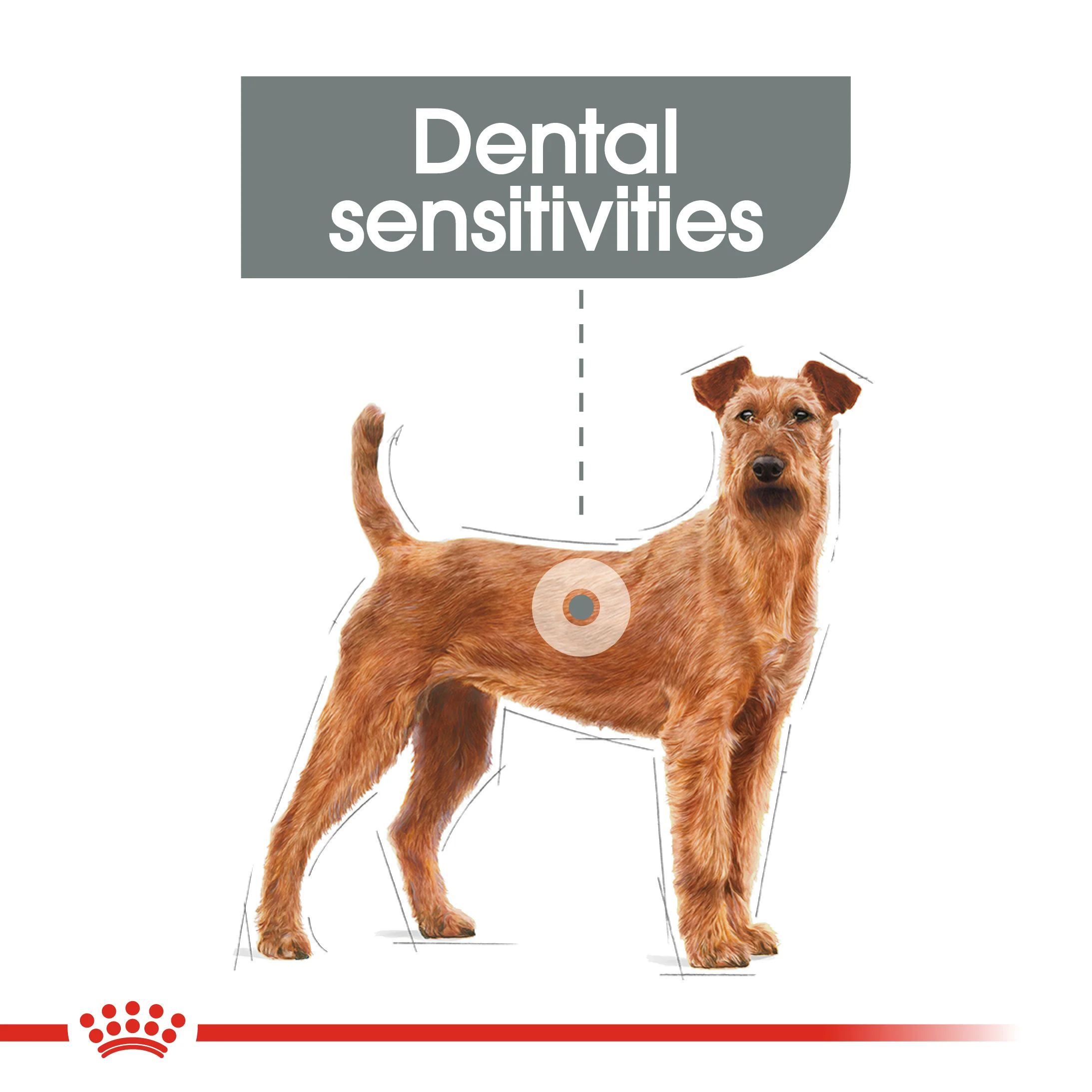 ROYAL CANIN® Medium Dental Care Adult Dry Dog Food - Image 10