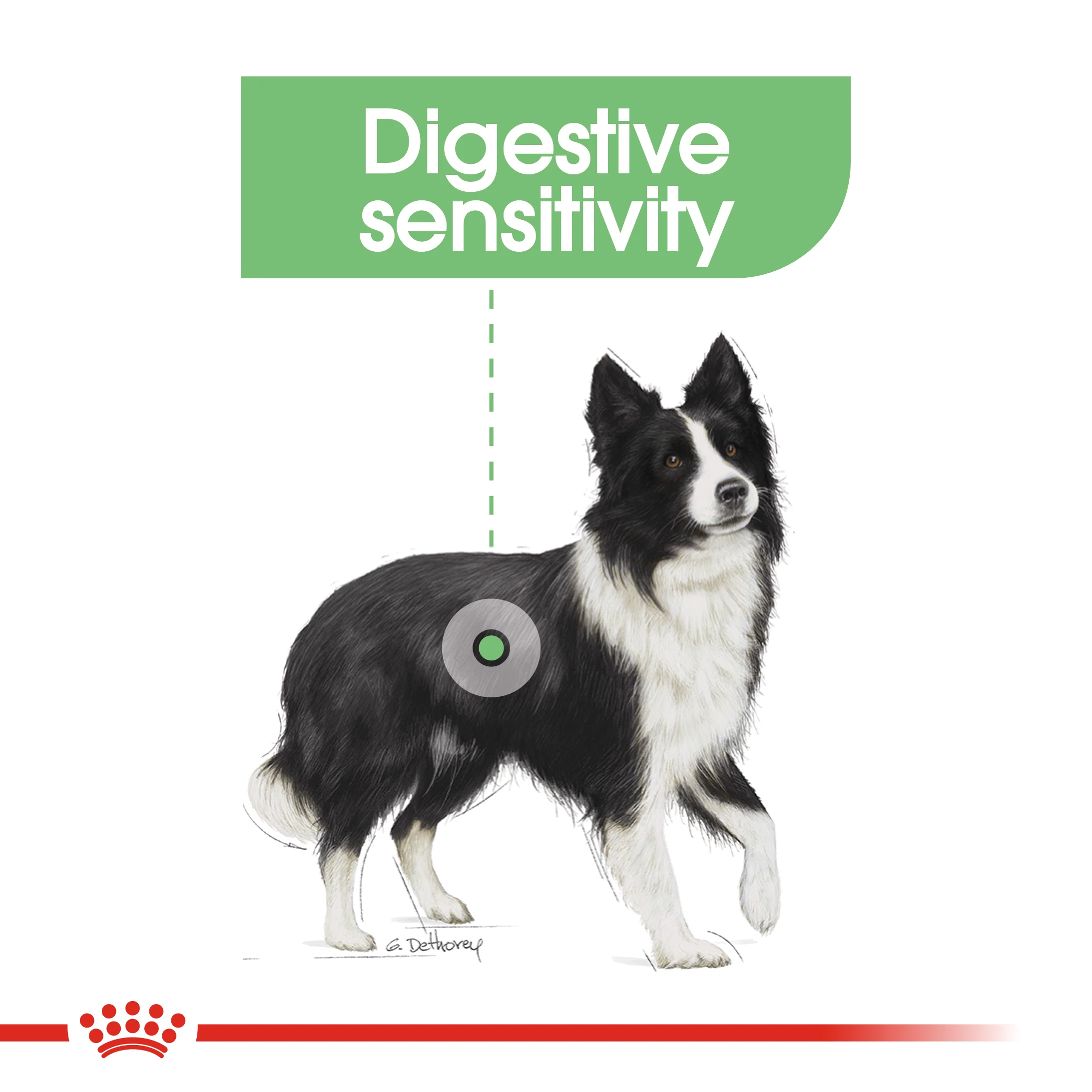 ROYAL CANIN® Medium Digestive Care Adult Dry Dog Food - Image 9