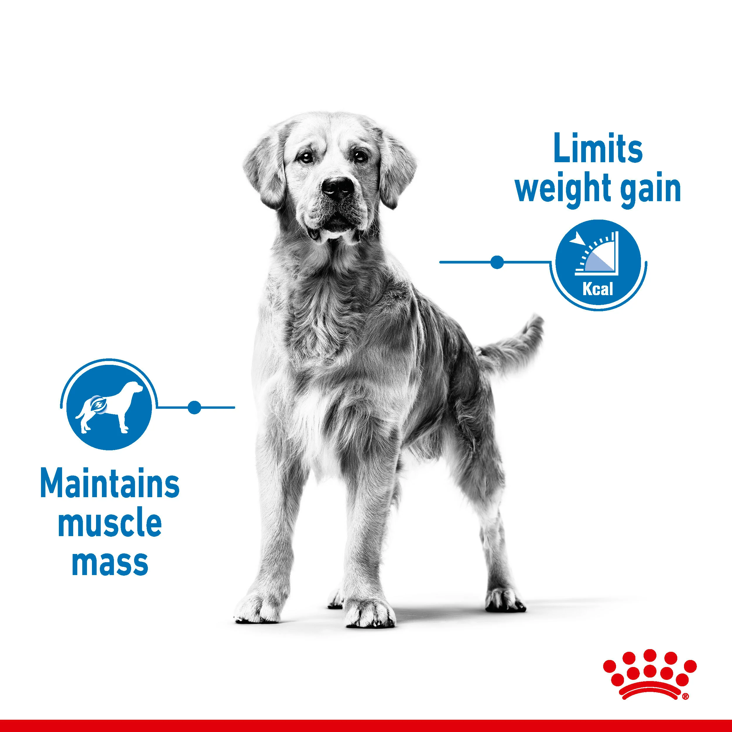 ROYAL CANIN® Medium Light Weight Care Adult Dry Dog Food - Image 8