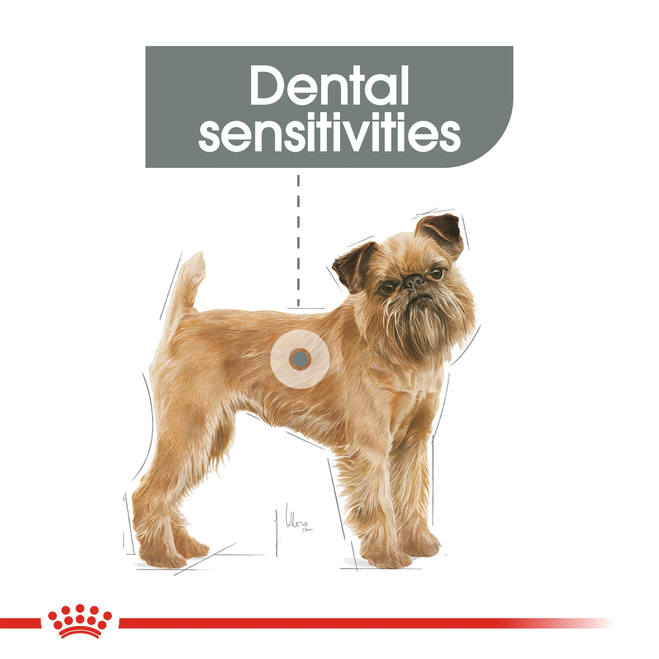 ROYAL CANIN® Mini Dental Care Adult Dry Dog Food - Image 11
