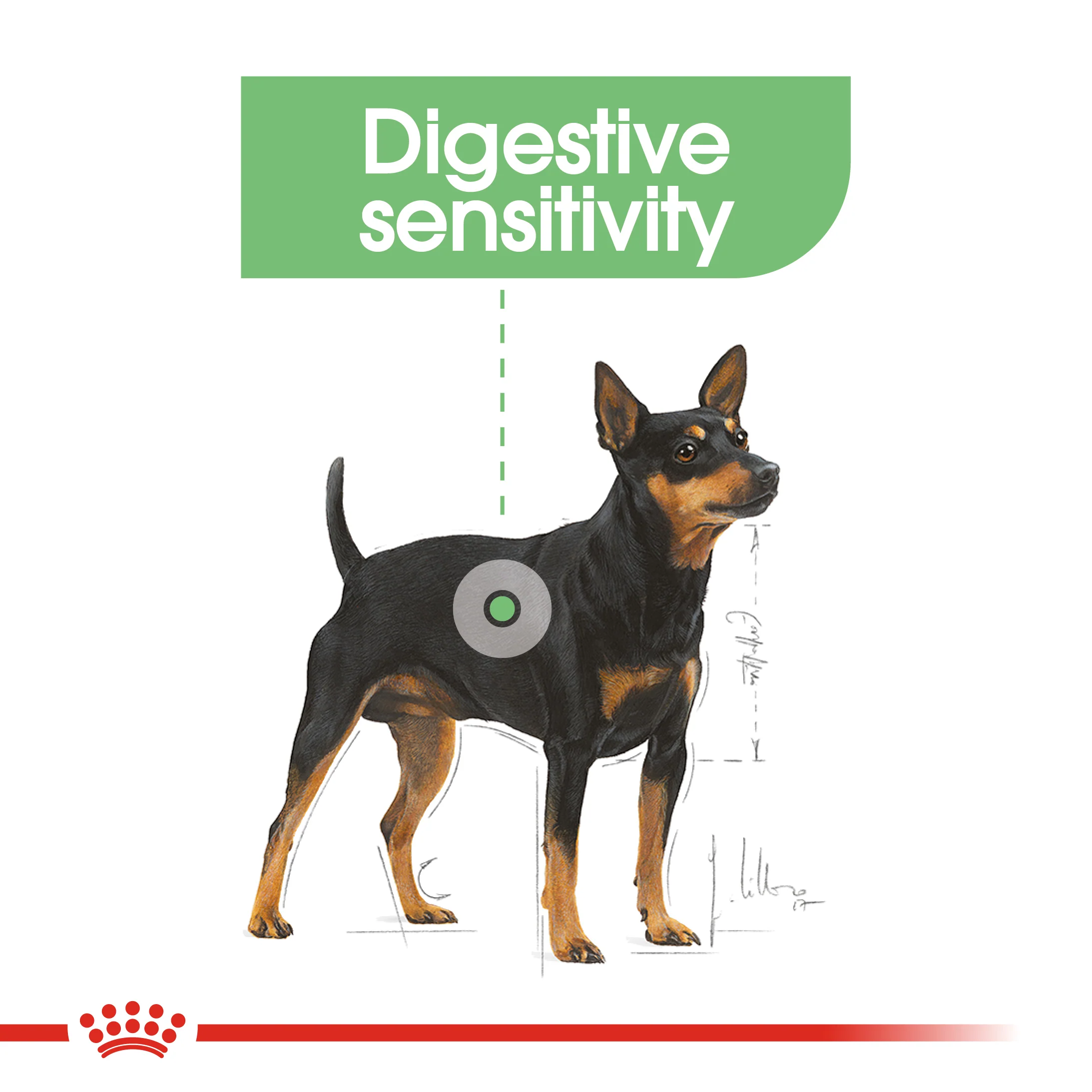 ROYAL CANIN® Mini Digestive Care Adult Dry Dog Food - Image 9