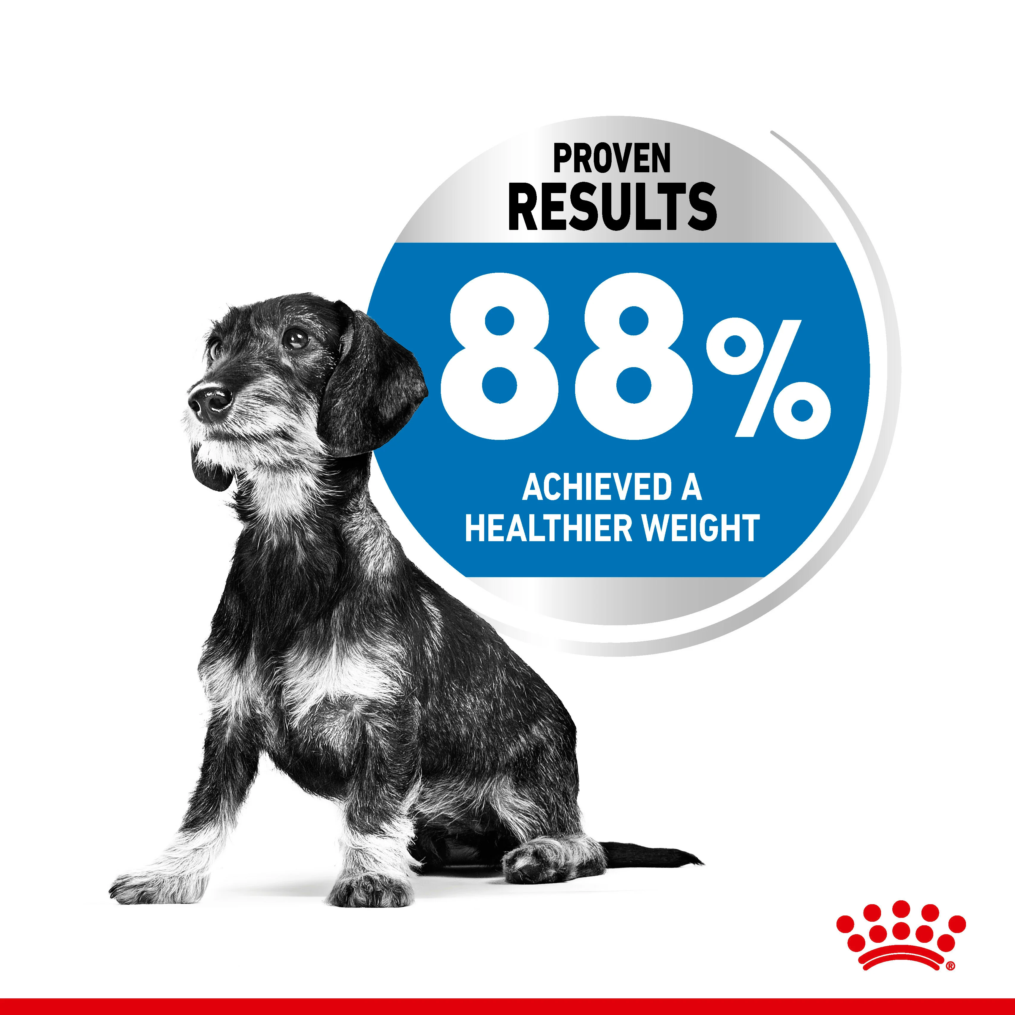 ROYAL CANIN® Mini Light Weight Care Adult Dry Dog Food - Image 12