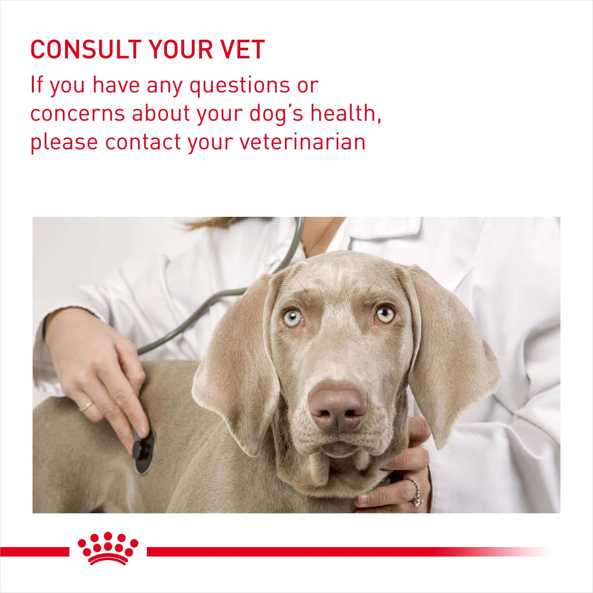ROYAL CANIN® Mini Light Weight Care Adult Dry Dog Food - Image 3
